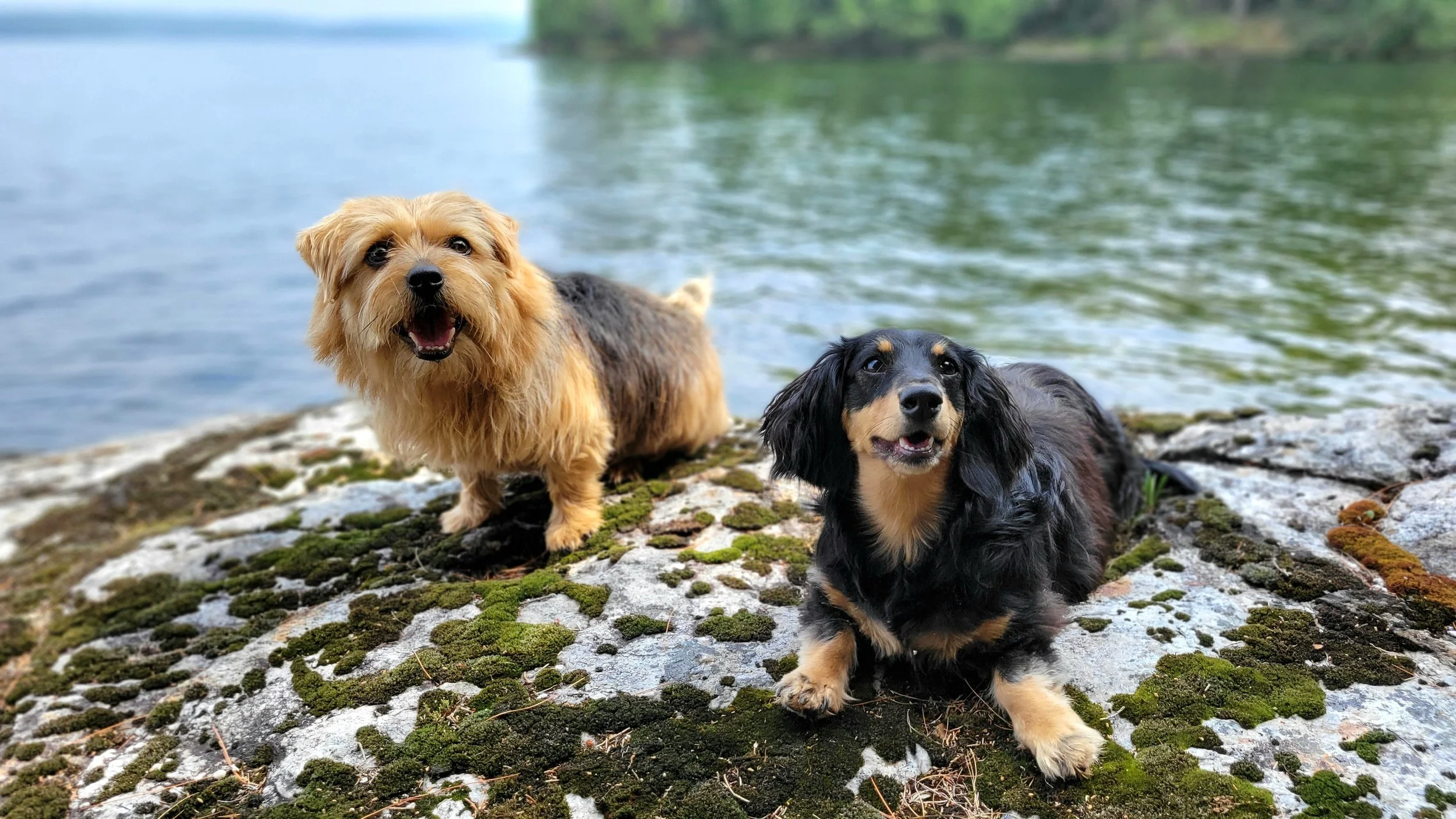 Rawli + Roxie are the owner's dogs and they are part of brand logo