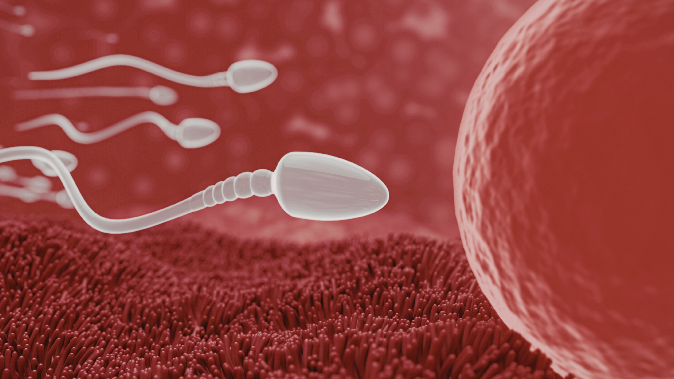 How to Improve Sperm Count and Motility Naturally