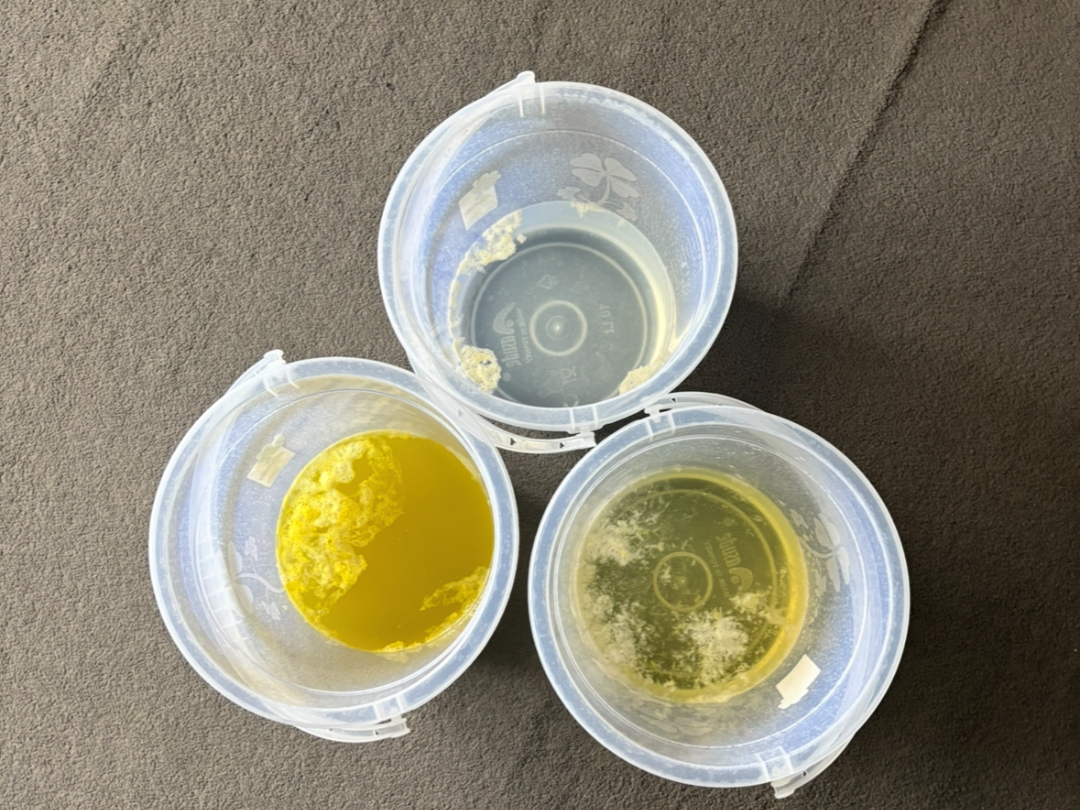 Three clear plastic containers with yellow and greenish liquids, placed on a gray surface. These are buckets of Kambo purges.