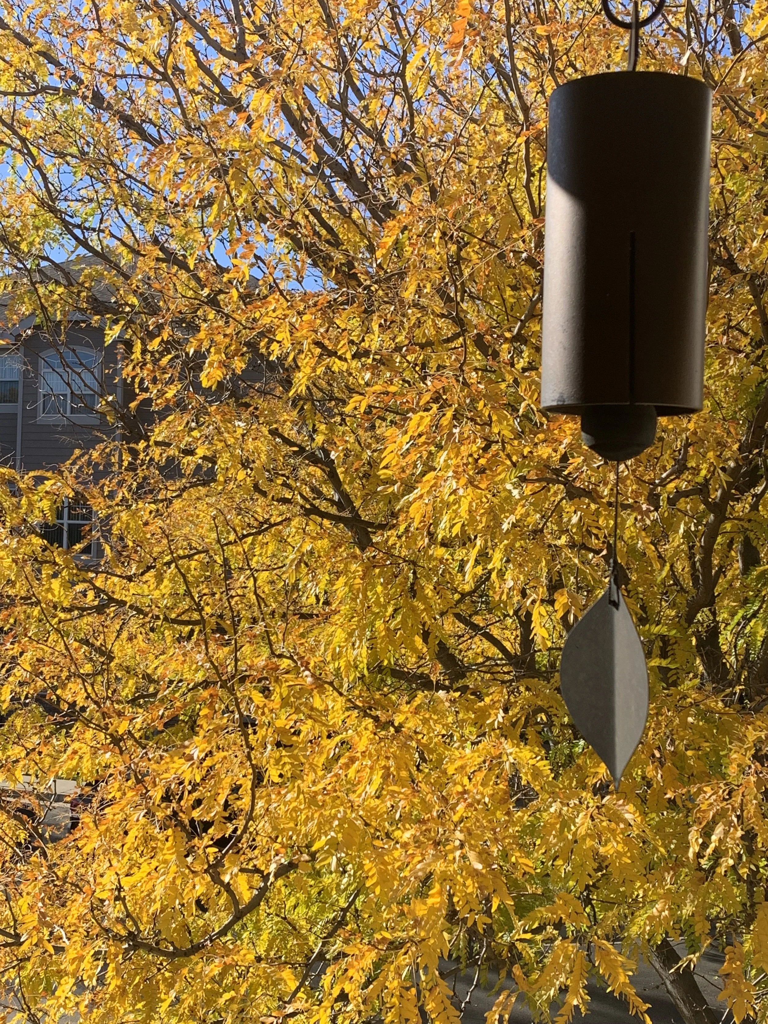 Tree with yellow and orange autumn leaves and a black lamp post in the foreground under a clear blue sky.