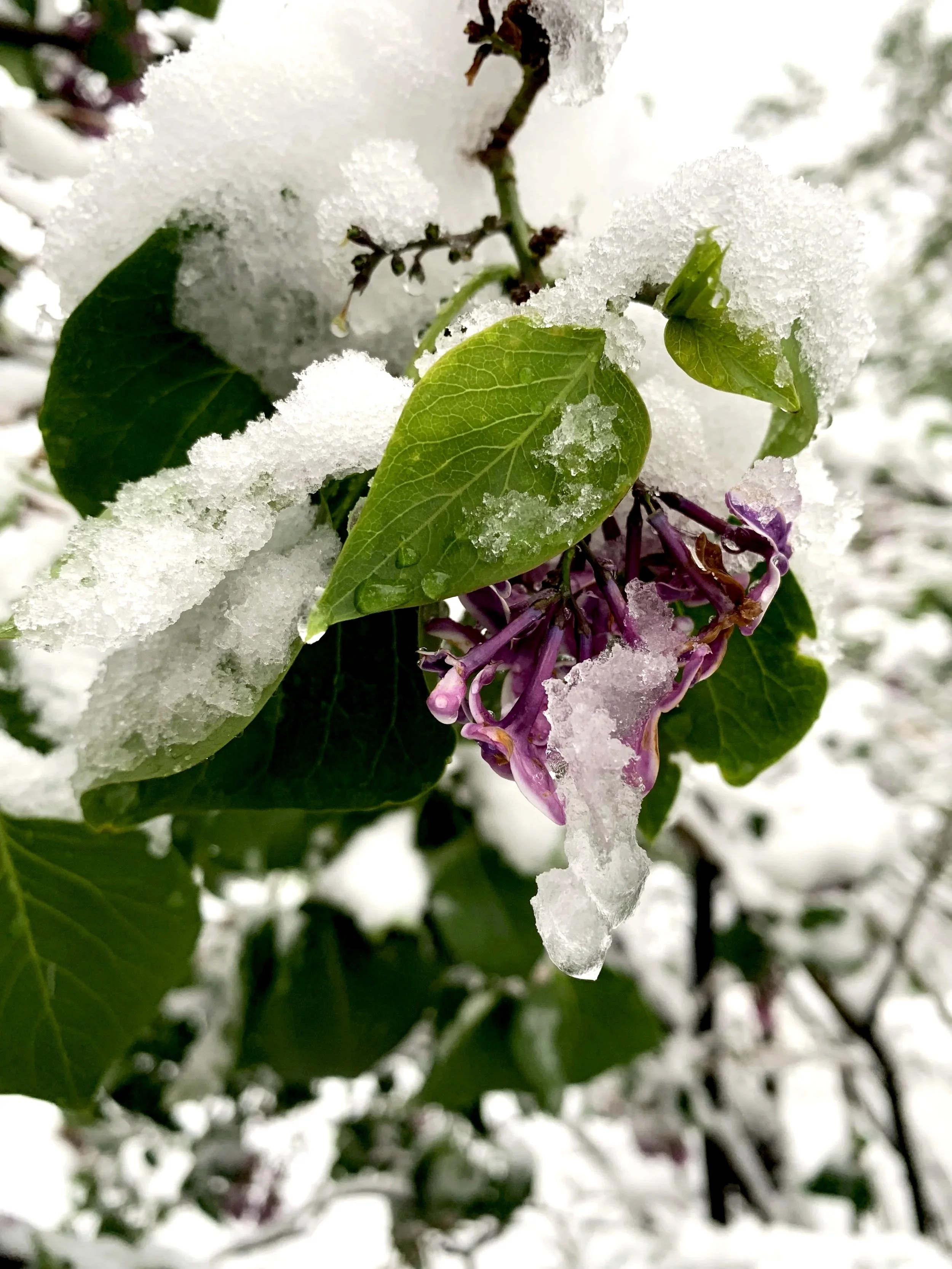 Close-up of green leaves and purple flowers covered in snow.