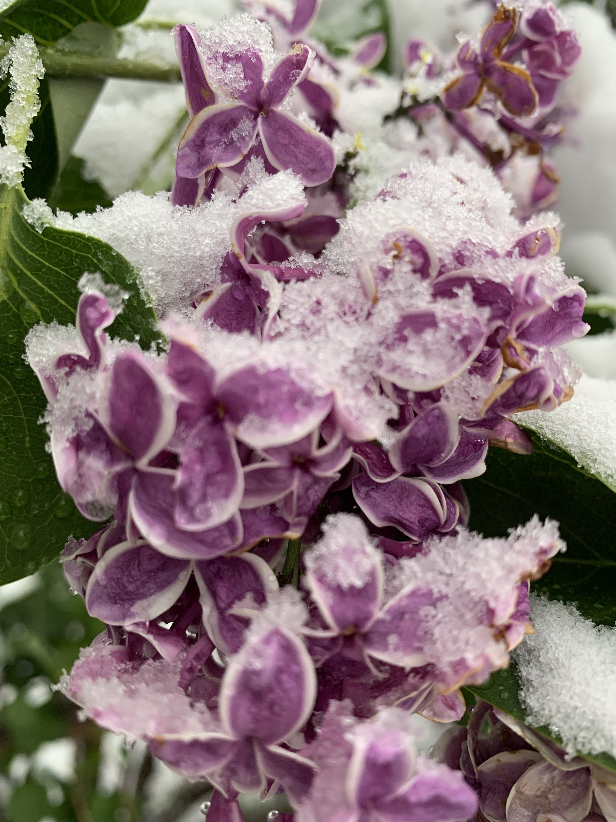 Close-up of purple and white hydrangea flowers covered in snow.