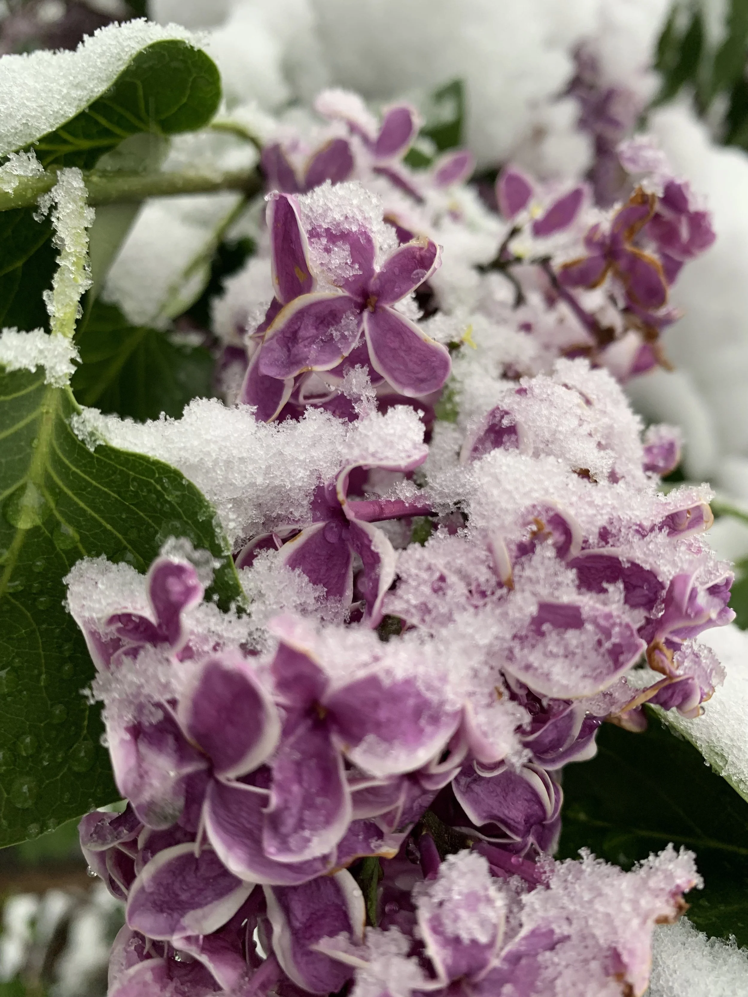 Close-up of purple hydrangea flowers covered with snow and ice.