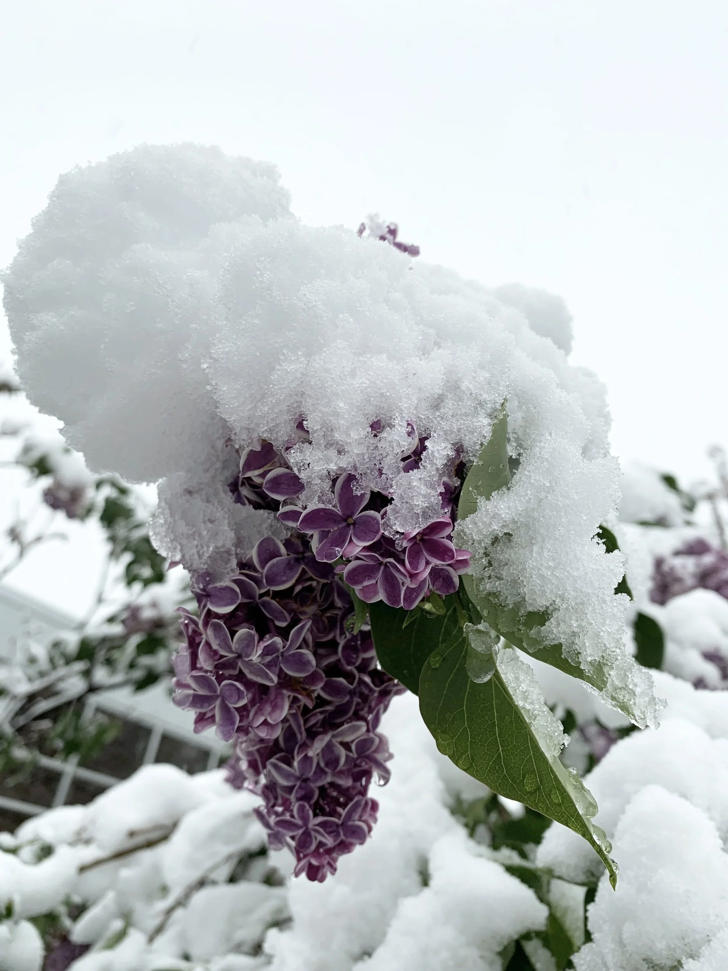 Purple lilac flowers covered in snow with snow on the ground and leaves.