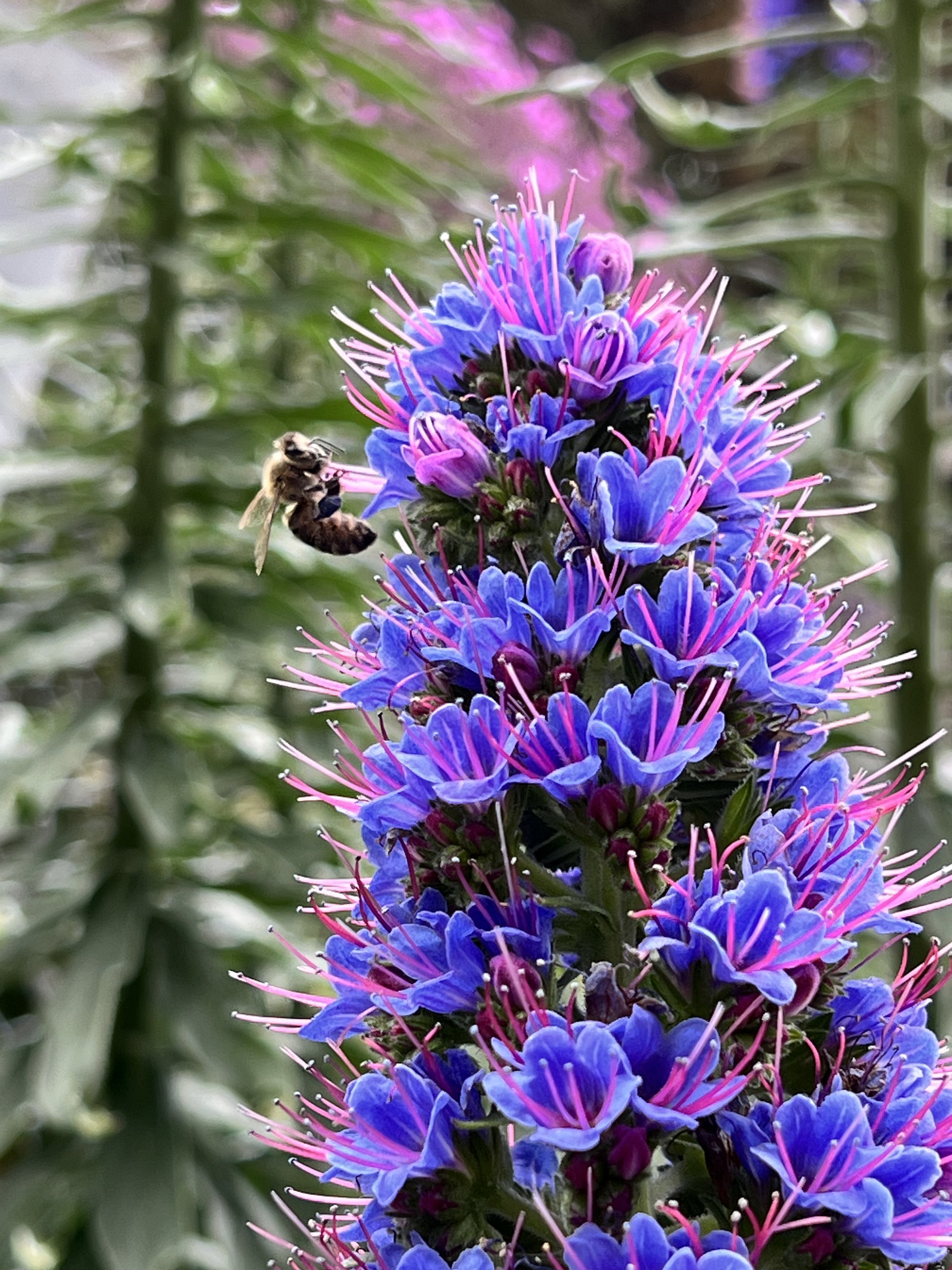 Close-up of a tall purple flower stalk with small purple flowers and long pink stamens, a bee collecting nectar, with a blurred green foliage background.