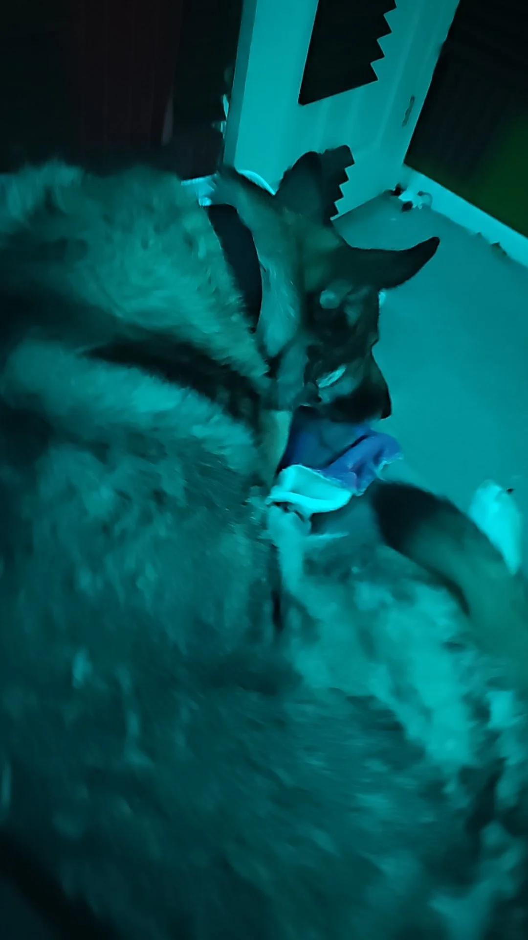 A German Shepherd dog looking at a small doll on the floor in a dimly lit room.