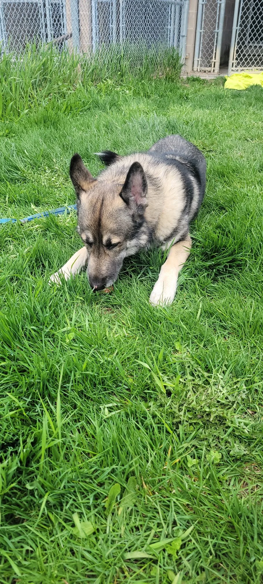 A young husky dog lying on green grass with its head lowered, sniffing or eating something, in a backyard with a chain link fence and a yellow fabric in the background.