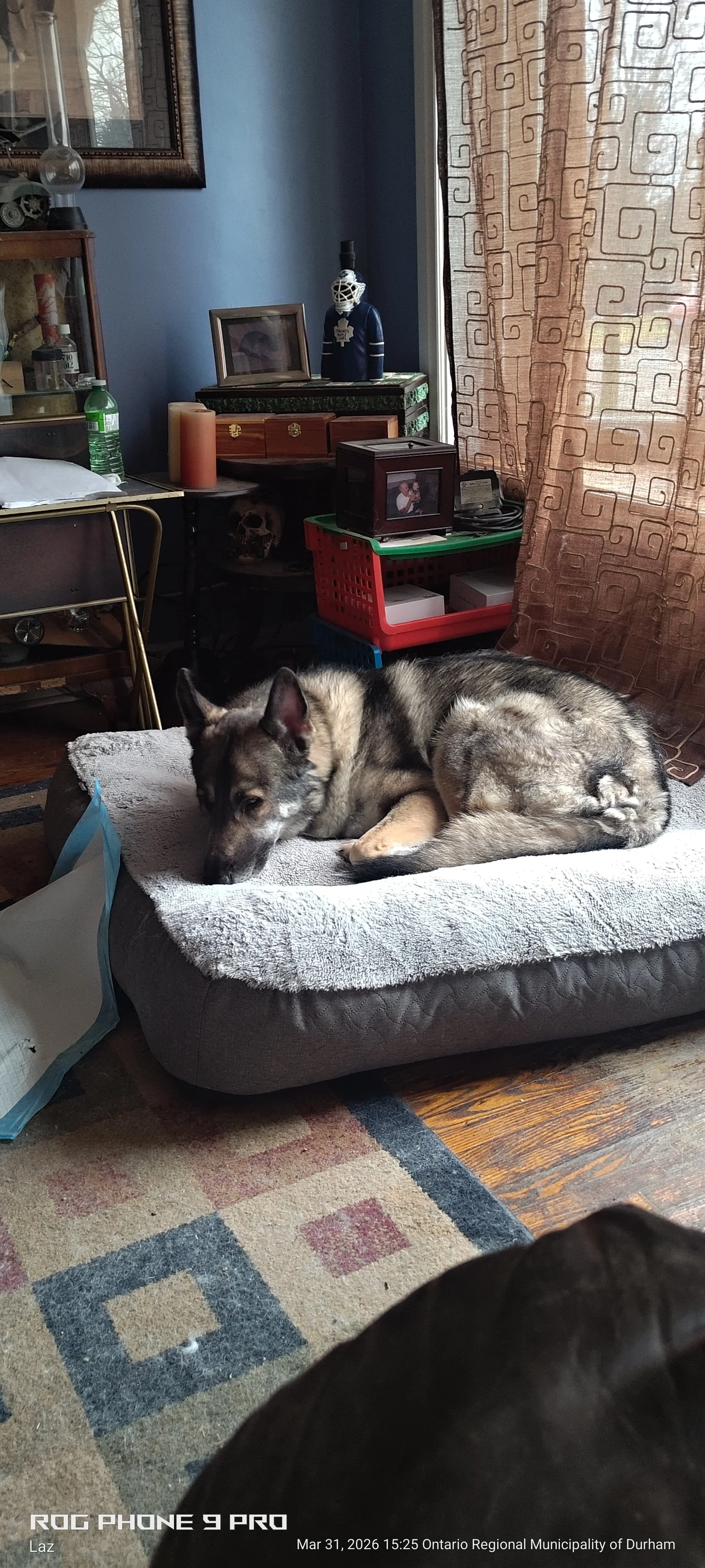 A dog lying on a dog bed in a room with blue walls, brown curtains, a patterned rug, and various furniture and decor items.