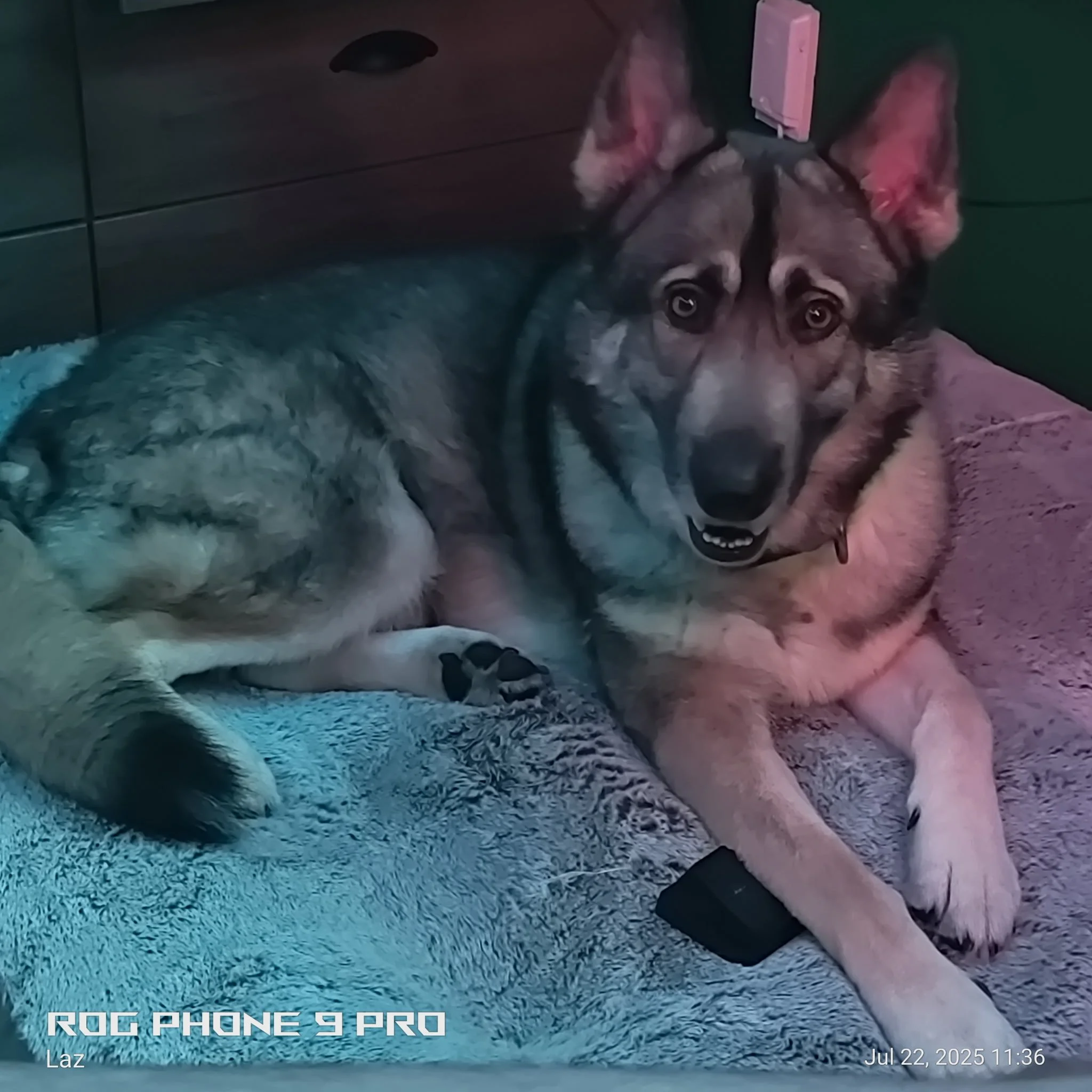 A dog lying on a carpeted floor, looking up at the camera with a curly tail curled over its back, in a room with green and gray walls and a wooden floor. There is a white date and time stamp on the bottom right corner of the image.