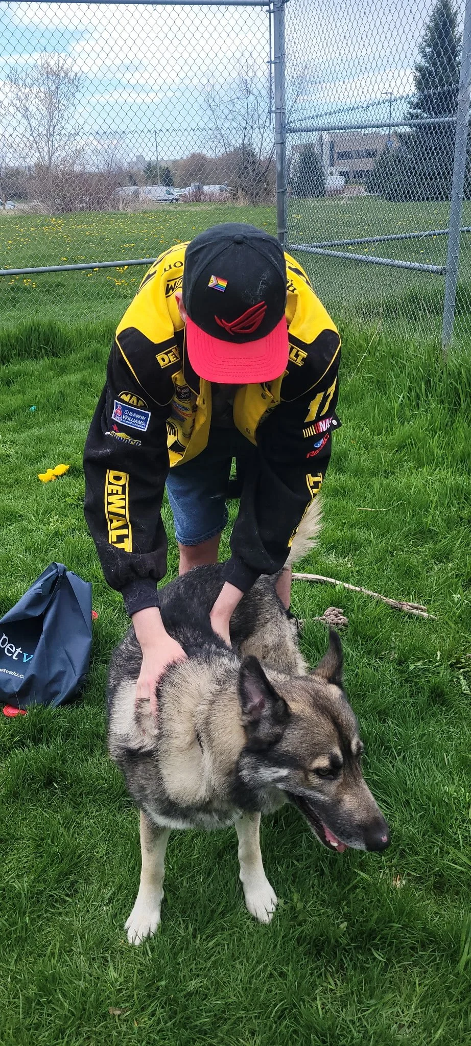 A person wearing a yellow and black racing jacket and a black cap with a red brim is petting a large, fluffy, gray and white Siberian Husky dog on a grassy field. There is a chain-link fence in the background, with trees and buildings beyond it.