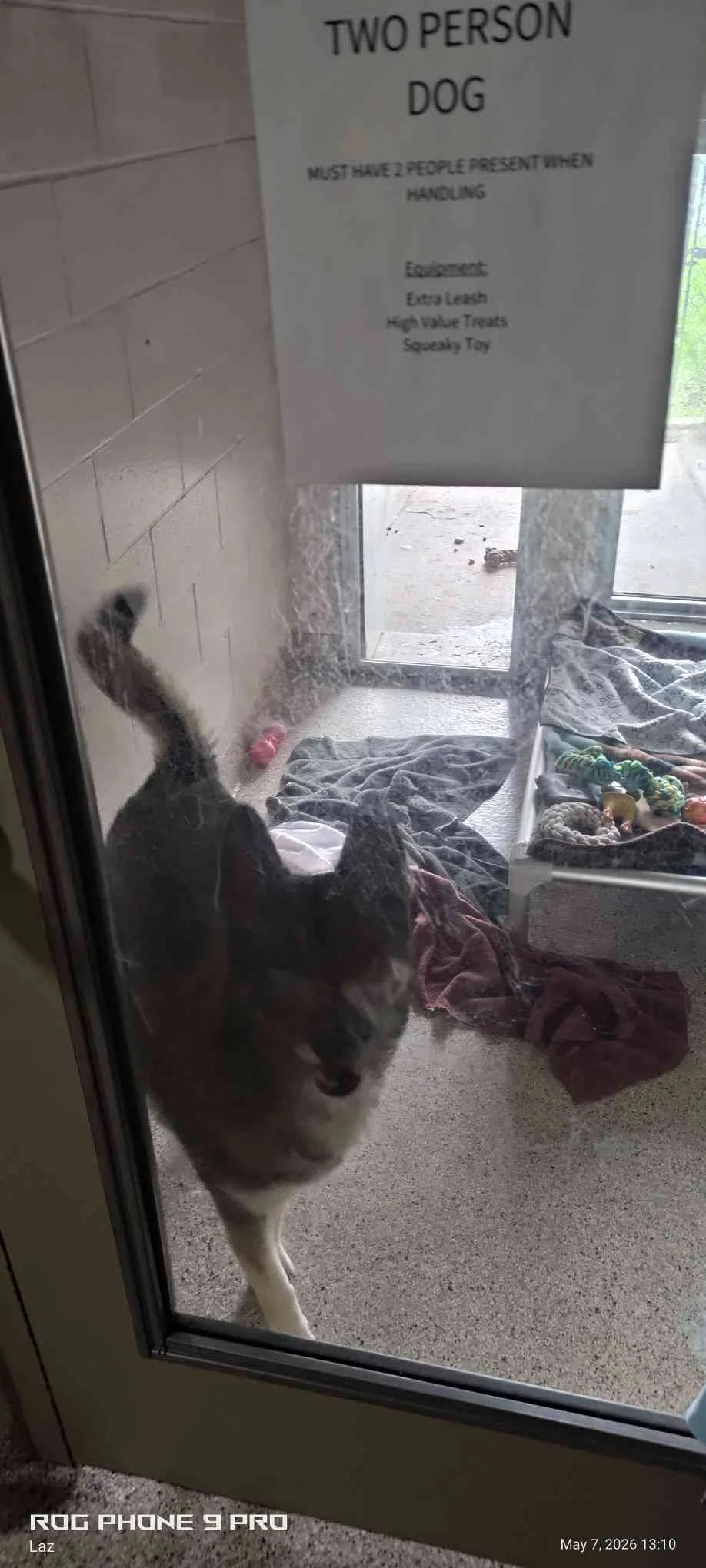 A dog looking through a glass door at the camera with a sign above that reads 'Two Person Dog' and instructions that two people must be present to handle the dog. Inside, there are blankets, toys, and a dog on the floor.