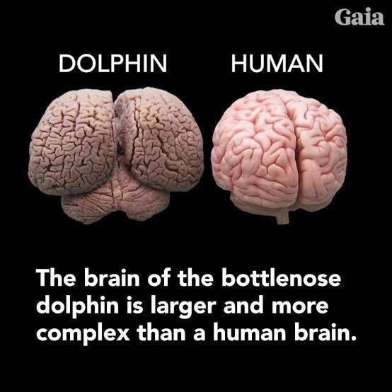 Comparison of a dolphin brain and a human brain, showing that the dolphin's brain is larger and more complex.