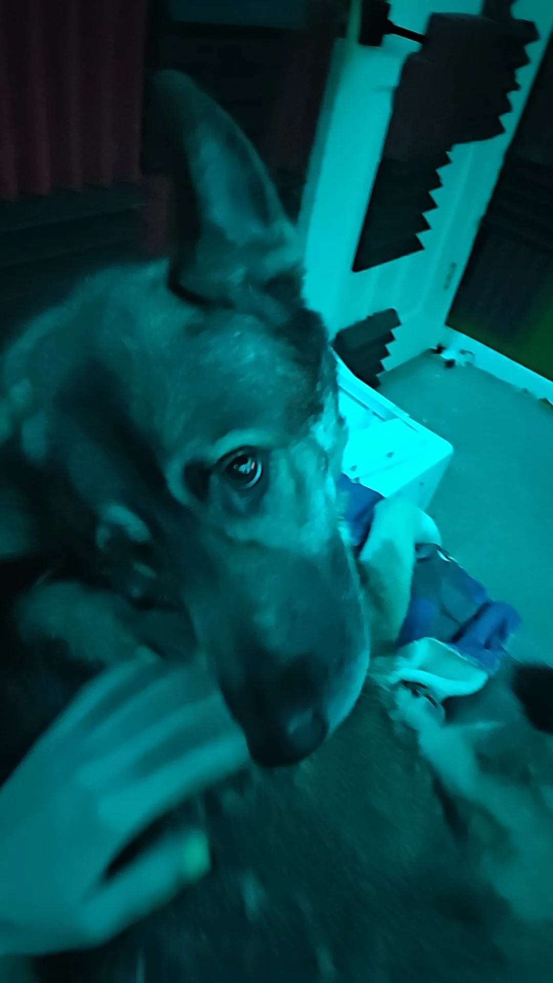 Close-up of a dog’s face, lying on a person's lap, with a dark room and soundproof foam panels in the background.