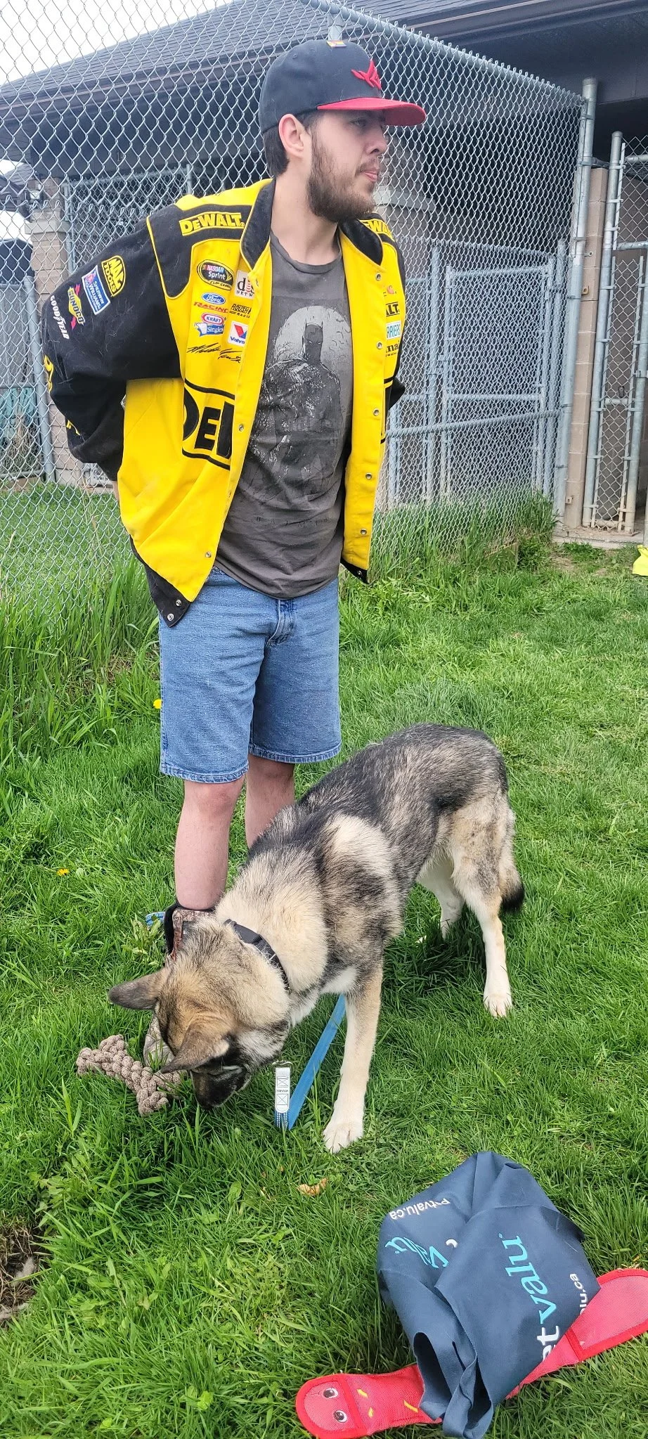 A young man with a beard, wearing a black cap with a red logo, a yellow racing jacket, a gray t-shirt with a bear graphic, and denim shorts stands outdoors behind a chain-link fence, with a husky dog on a leash sniffing the grass near a rope toy. The