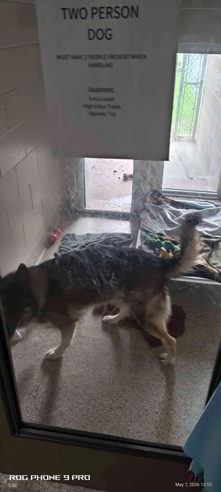 Dog lying on the floor inside a kennel with a towel and toys, viewed through a glass door with a sign about two-person dog handling on it.