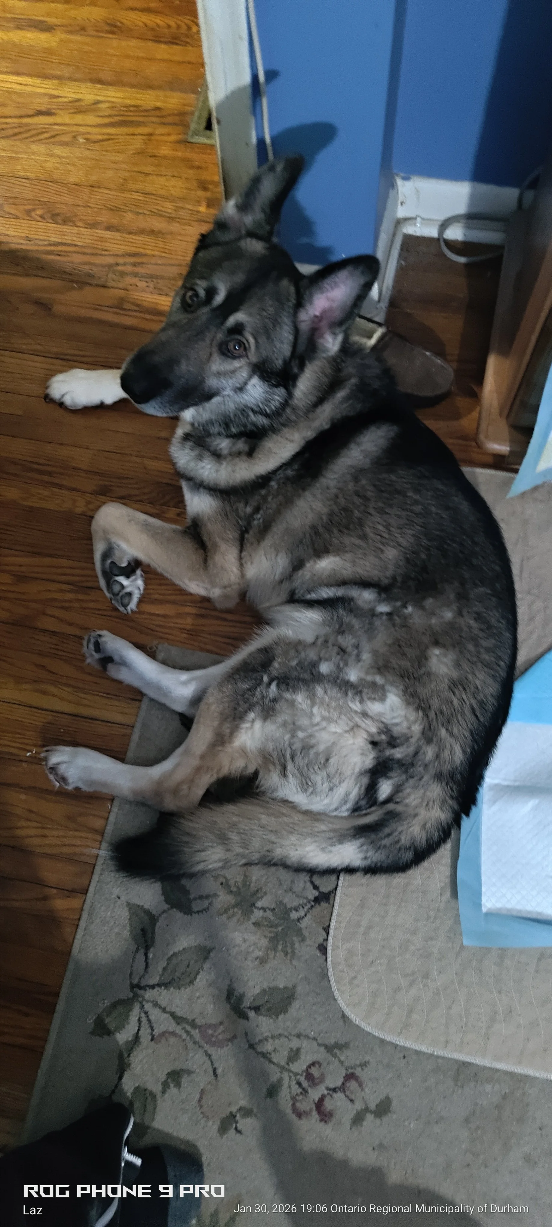A Siberian husky dog lying on a hardwood floor with a decorative rug nearby, near a blue cabinet and some household items.