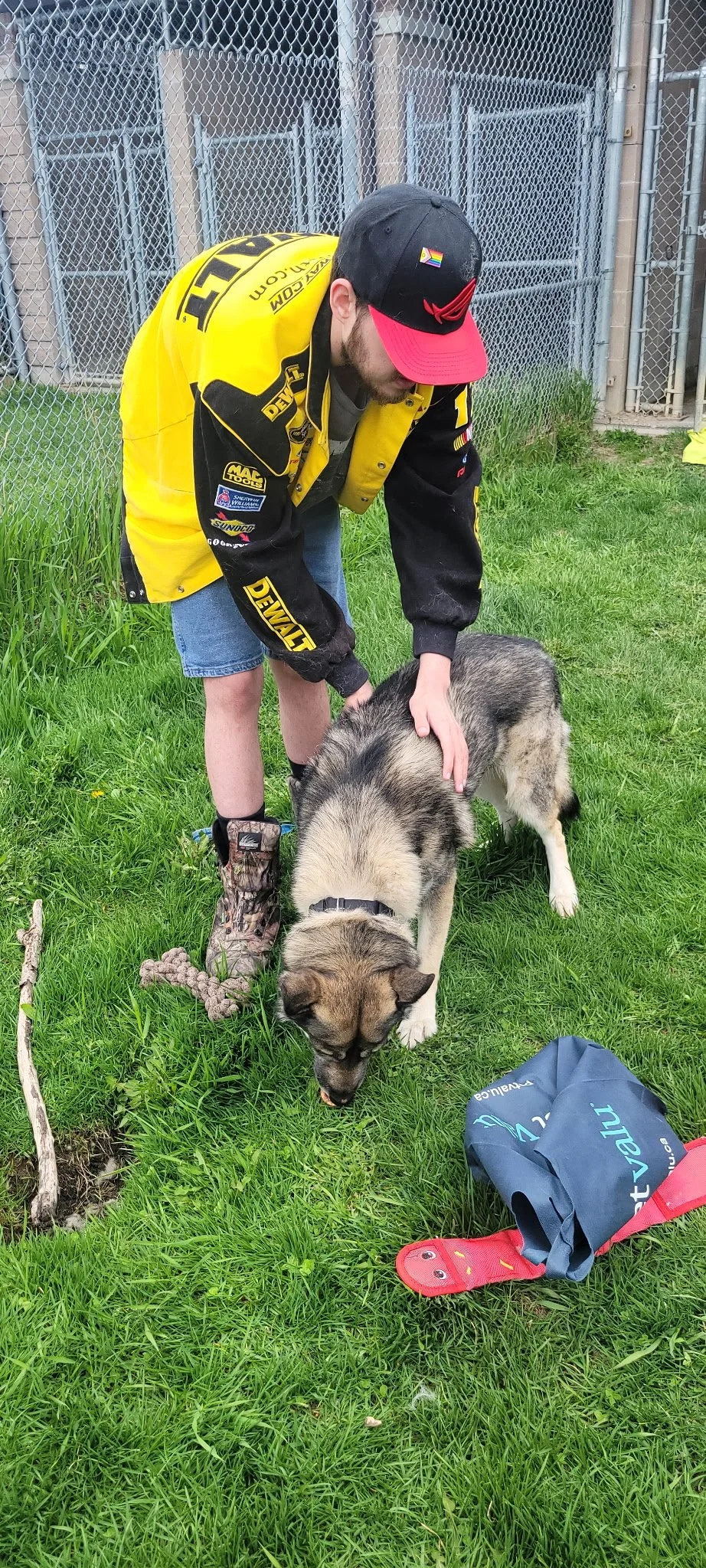 A man wearing a black and yellow racing jacket, a black cap with a red brim, and camo boots is petting a large gray and white husky dog, which is sniffing the grass. They are outside on a grassy area near a chain-link fence.