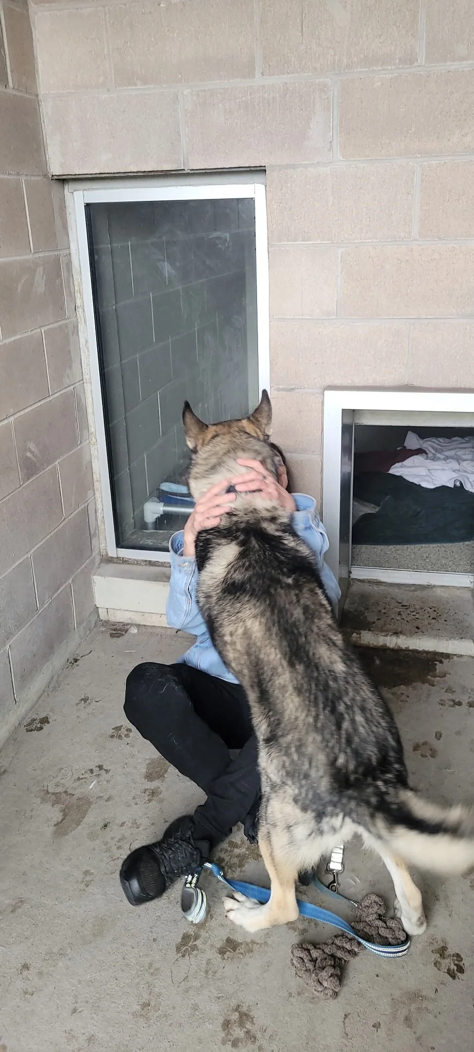 A person in a blue shirt sitting on the ground and hugging a large gray and black dog, which is standing with its front paws on the person's shoulders. The scene appears to be in a kennel or animal shelter, with concrete flooring, cinder block walls,
