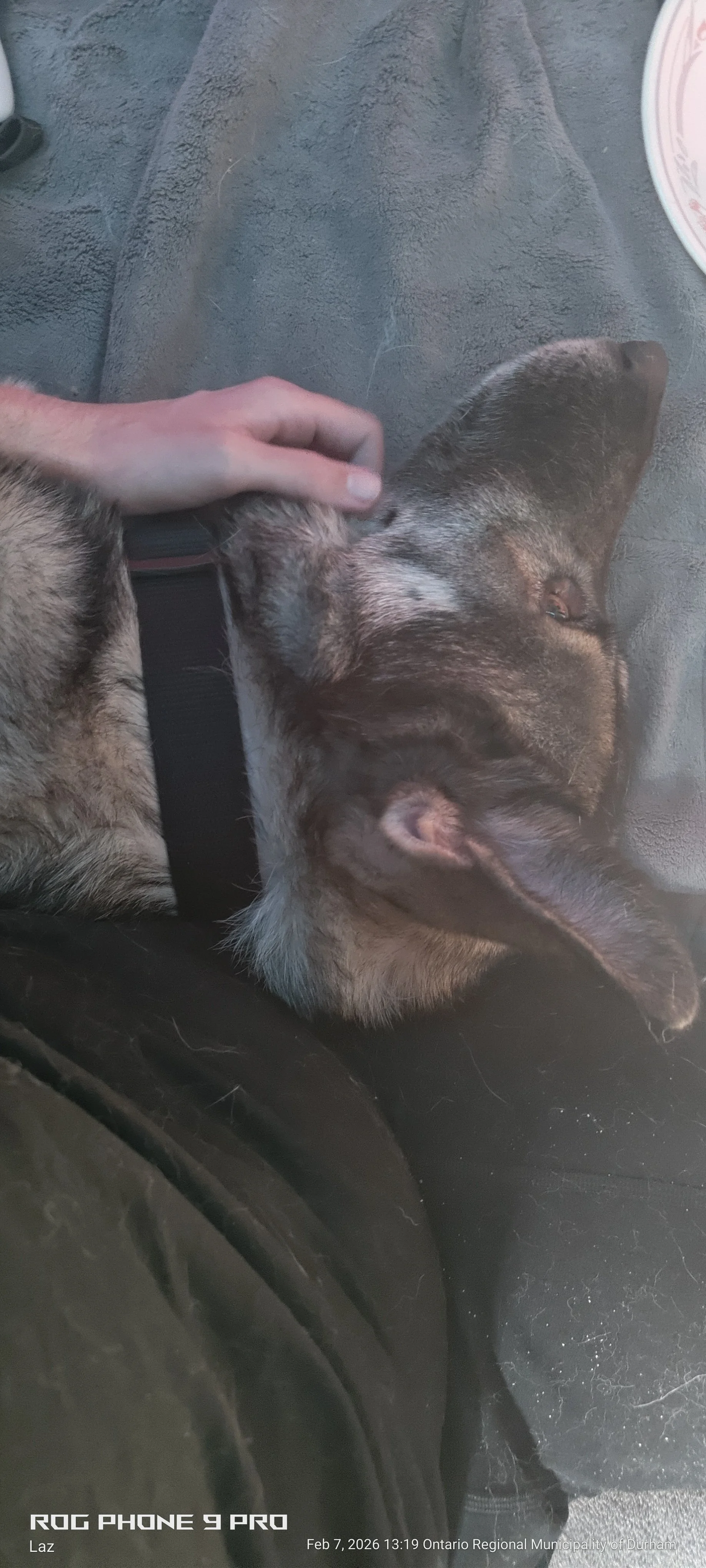 A person petting a dog lying down on a soft blanket or cushion.