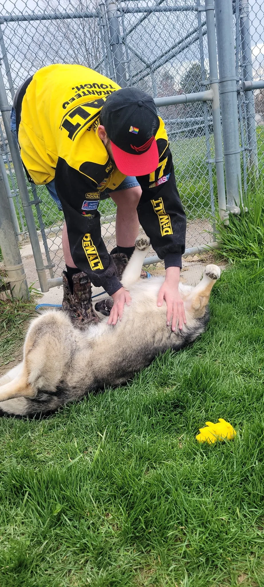 A person wearing a black and yellow NASCAR jacket and a black cap is petting a large husky dog lying on its back on the grass near a chain-link fence.