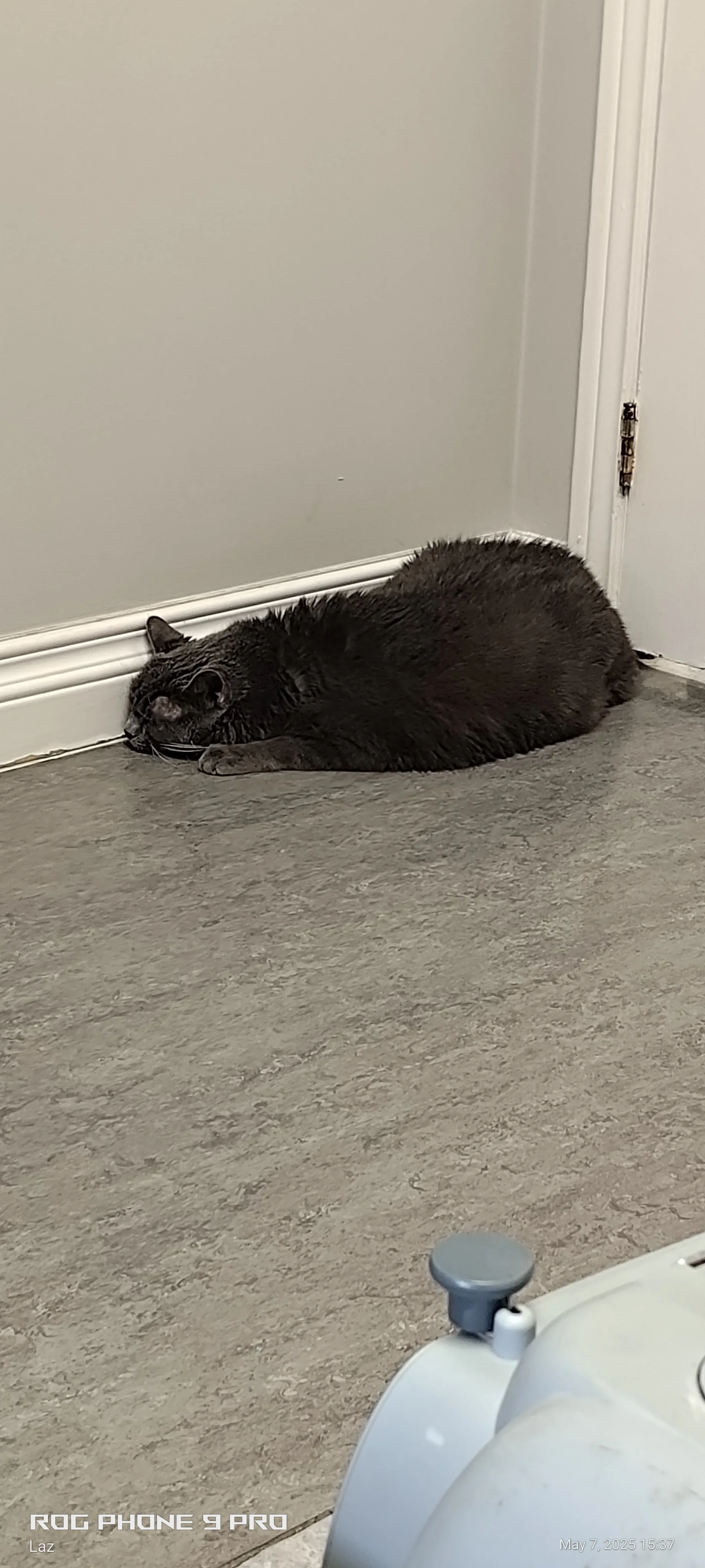 A black cat lying flat on the floor near a white wall and a door, appearing to be resting or sleeping.