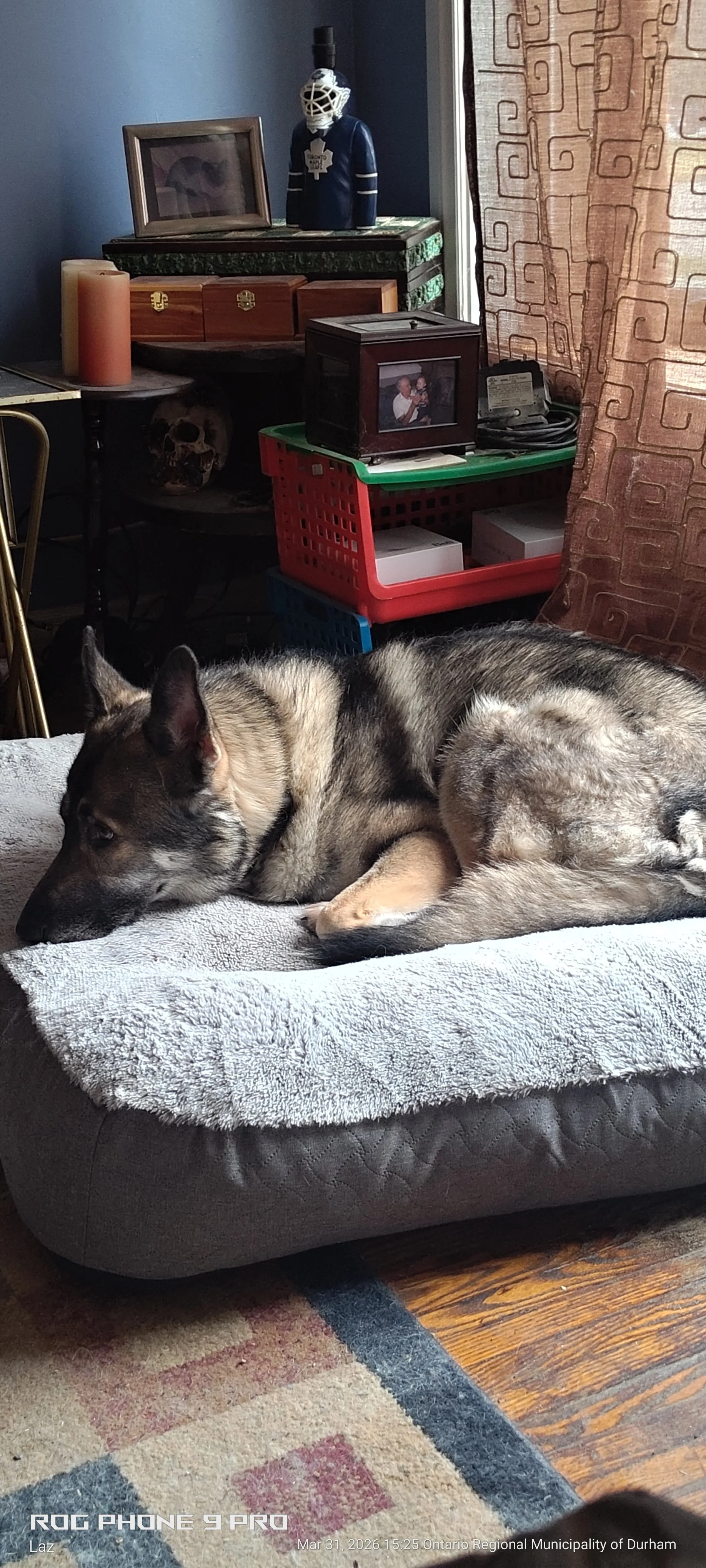 A dog with a gray and black coat lying on a gray pet bed in a living room next to a colorful rug and hardwood floor. The background shows a cluttered shelf with candles, framed photos, and collectibles near a window with patterned curtains.