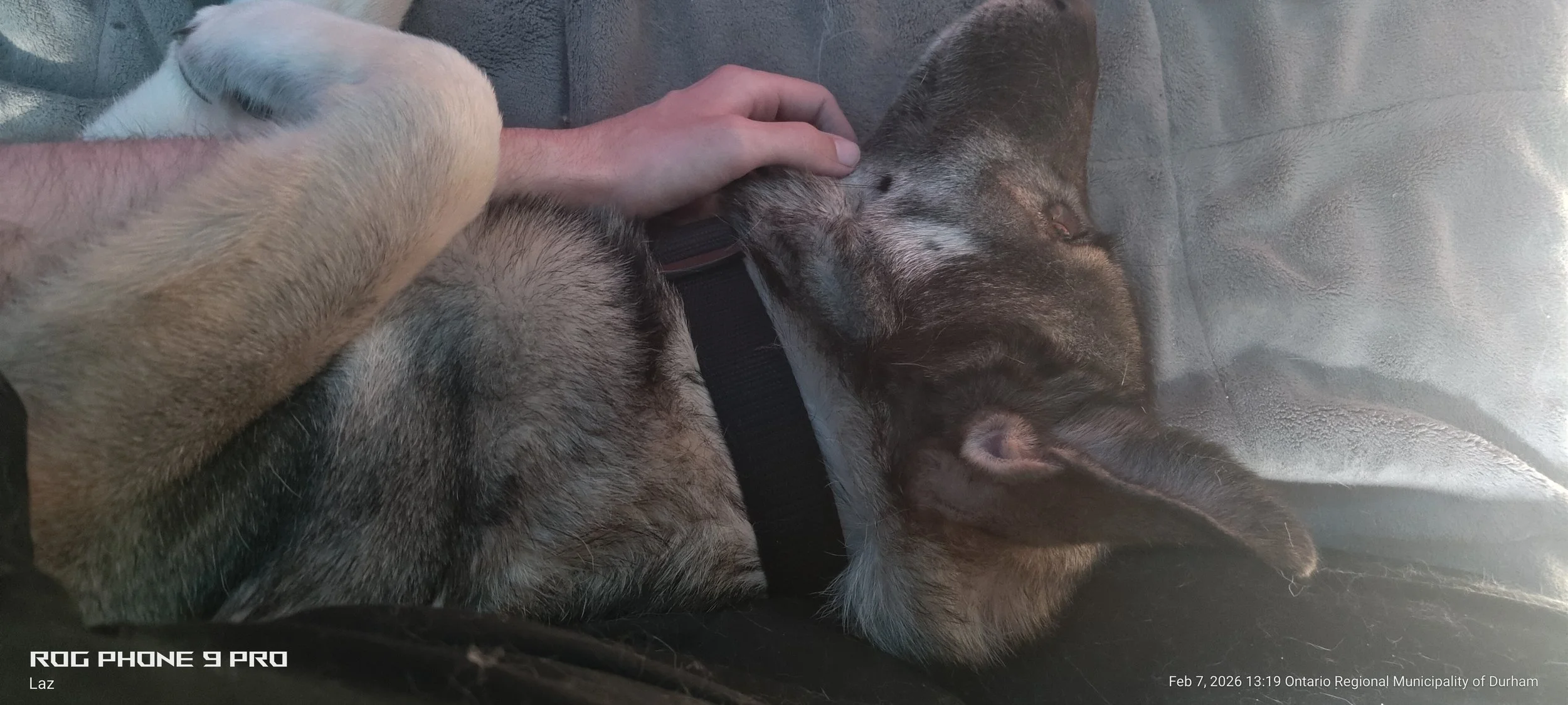 A person petting a sleeping dog with a buck collar lying on a window seat.