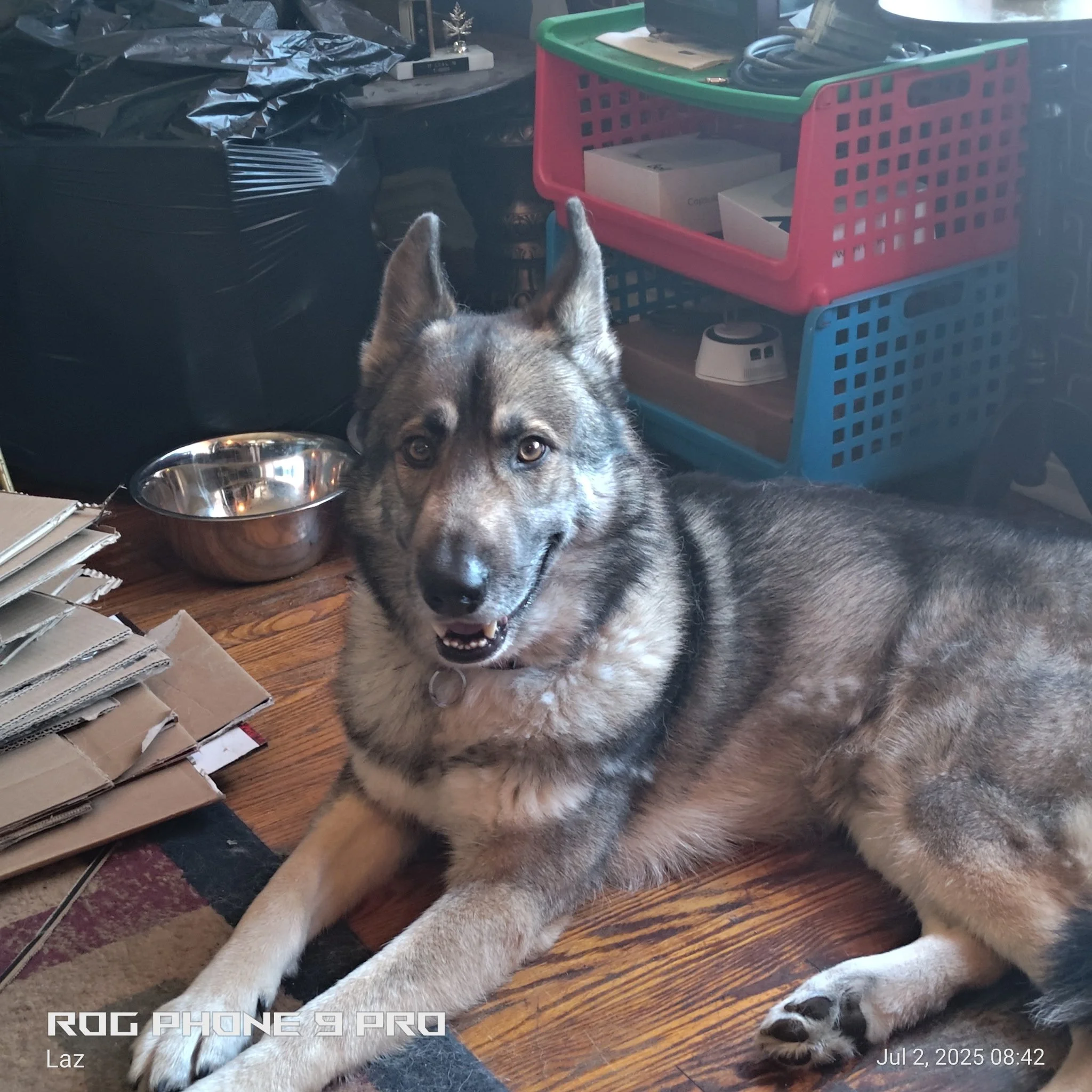 A dog lying on the floor in front of cardboard boxes, with a metal bowl nearby, surrounded by clutter including a pink and green plastic crate and various items on a wooden surface.