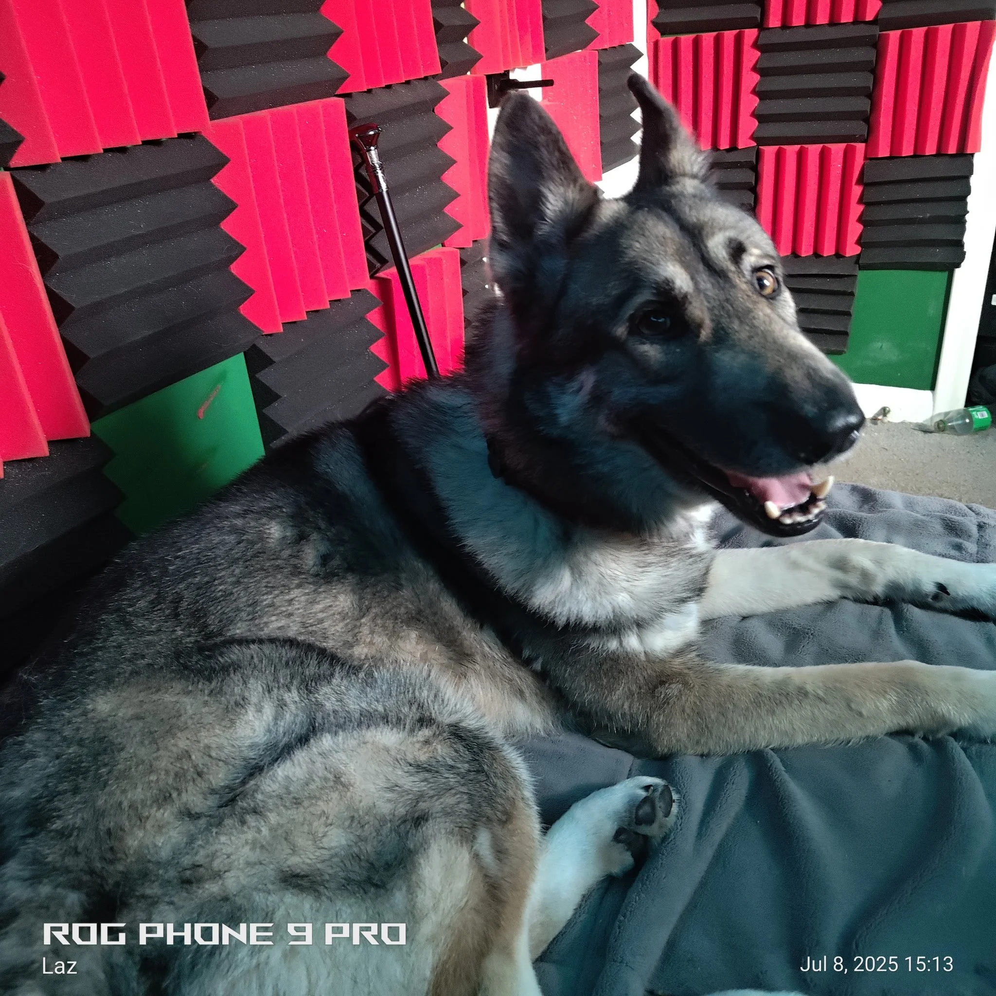 A dog lying on a surface with a red and black soundproof wall in the background, partially looking at the camera with its tongue out and one ear up.