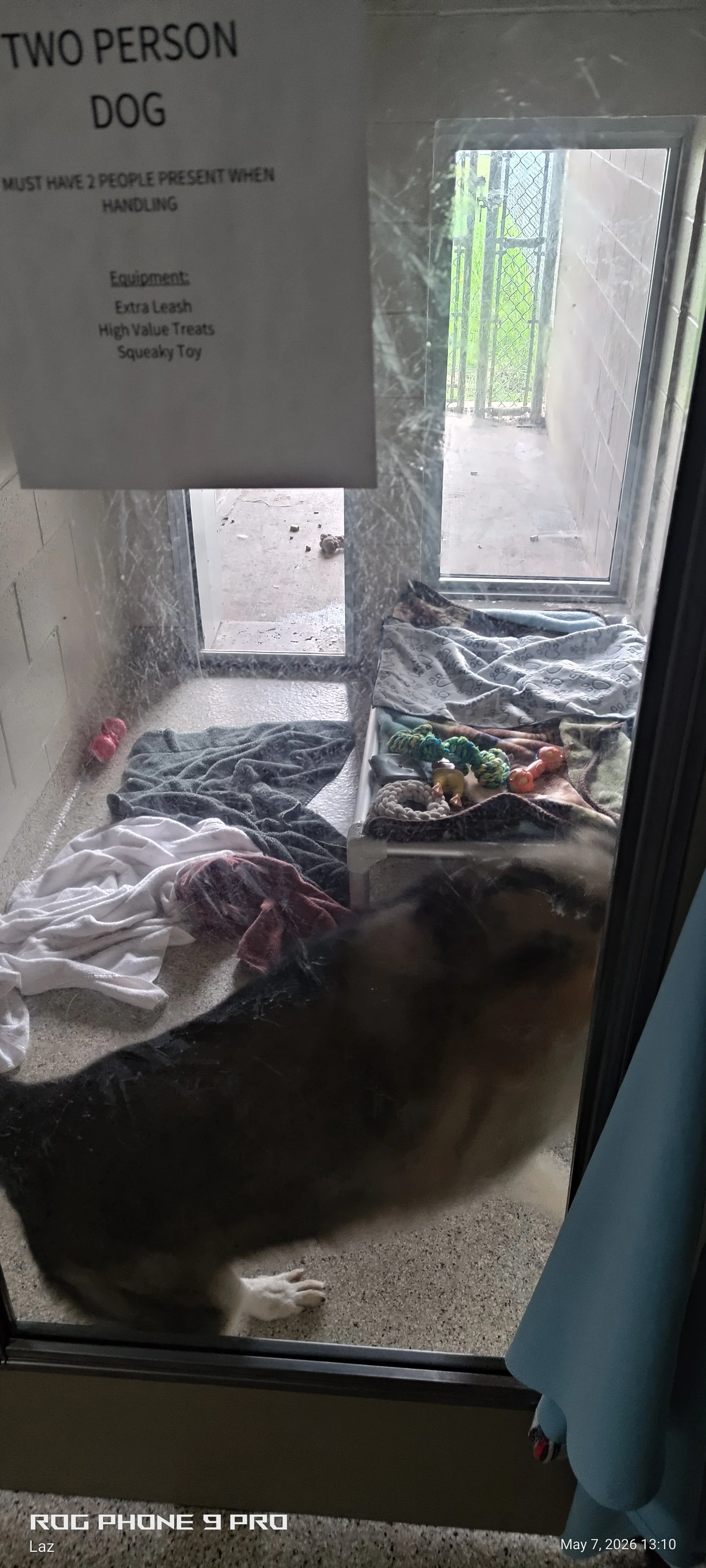 View of a dog shed with a sign on the glass door that says it requires two people to handle the dog, with items like towels, blankets, and dog toys inside.