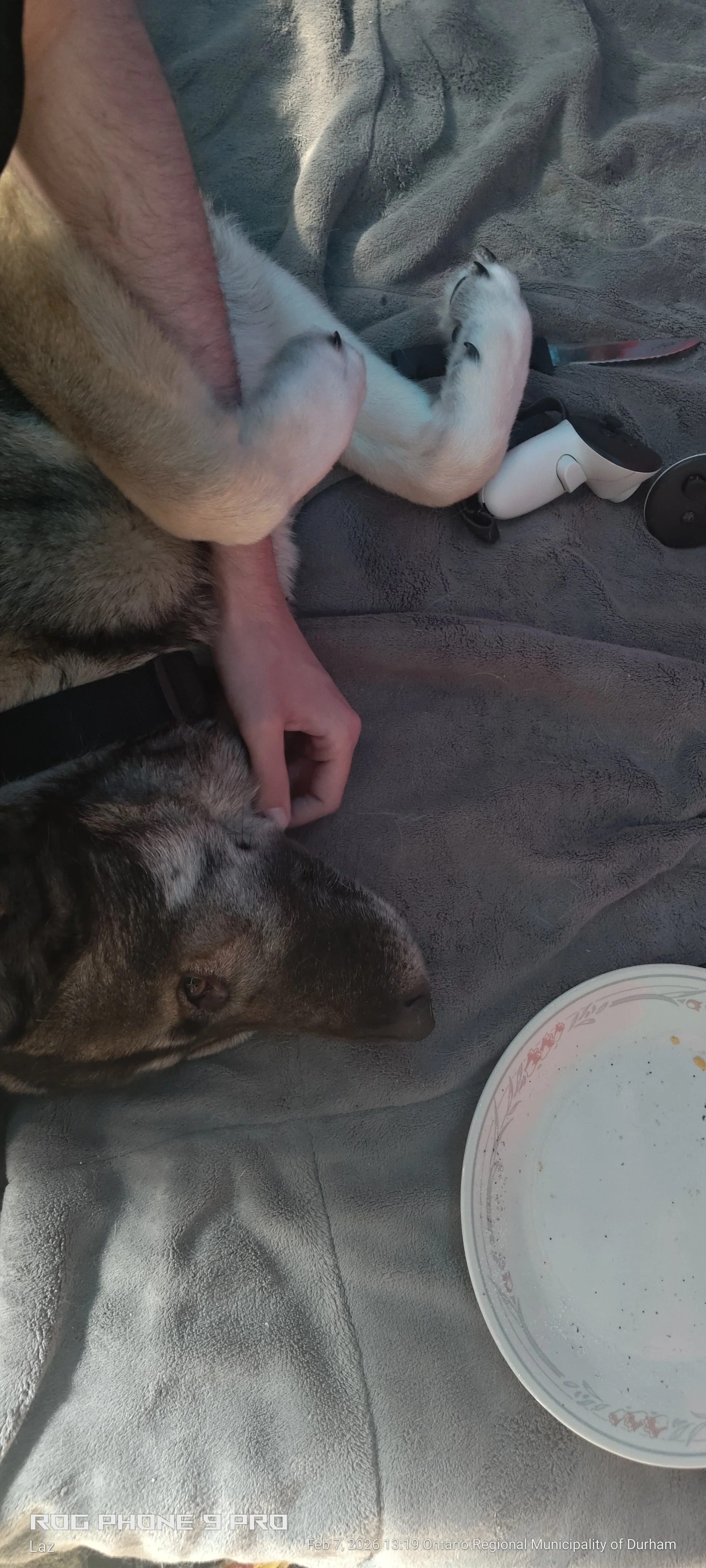 Close-up of a dog lying on a gray blanket, with a person's hand gently petting it. A white video game controller, a knife, and an empty decorative plate are also visible on the blanket.