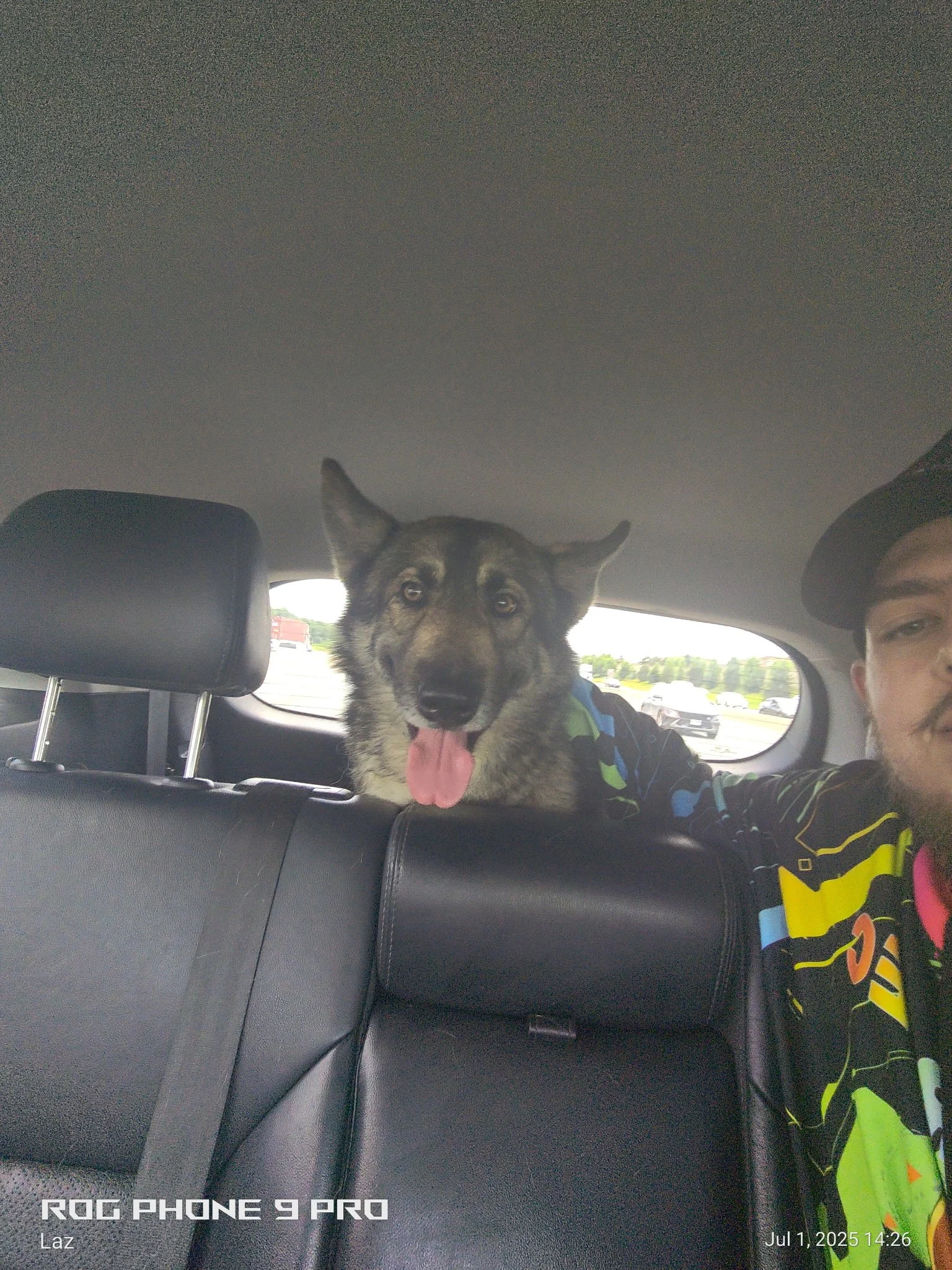 A dog with black, gray, and white fur, resembling a Siberian Husky, sitting in the back seat of a car with its tongue out and ears perked up, looking at the camera.