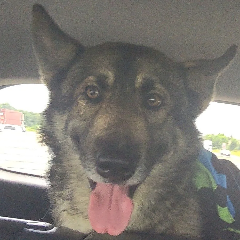 A dog with a grey and black fur coat, sitting in a car, with its tongue out and ears perked up, looking out the car window.