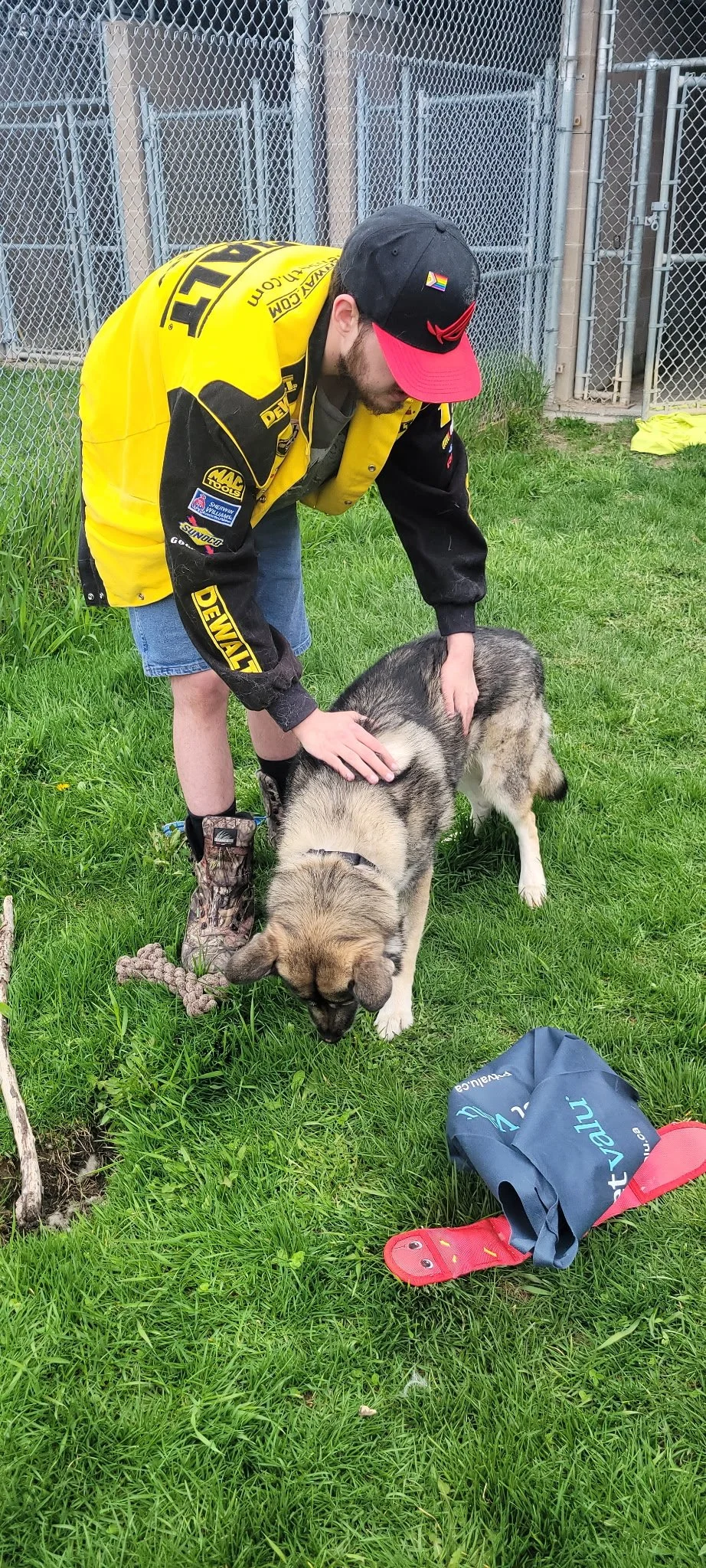 A man in a racing jacket and cap petting a husky dog on a grassy area near a chain-link fence.