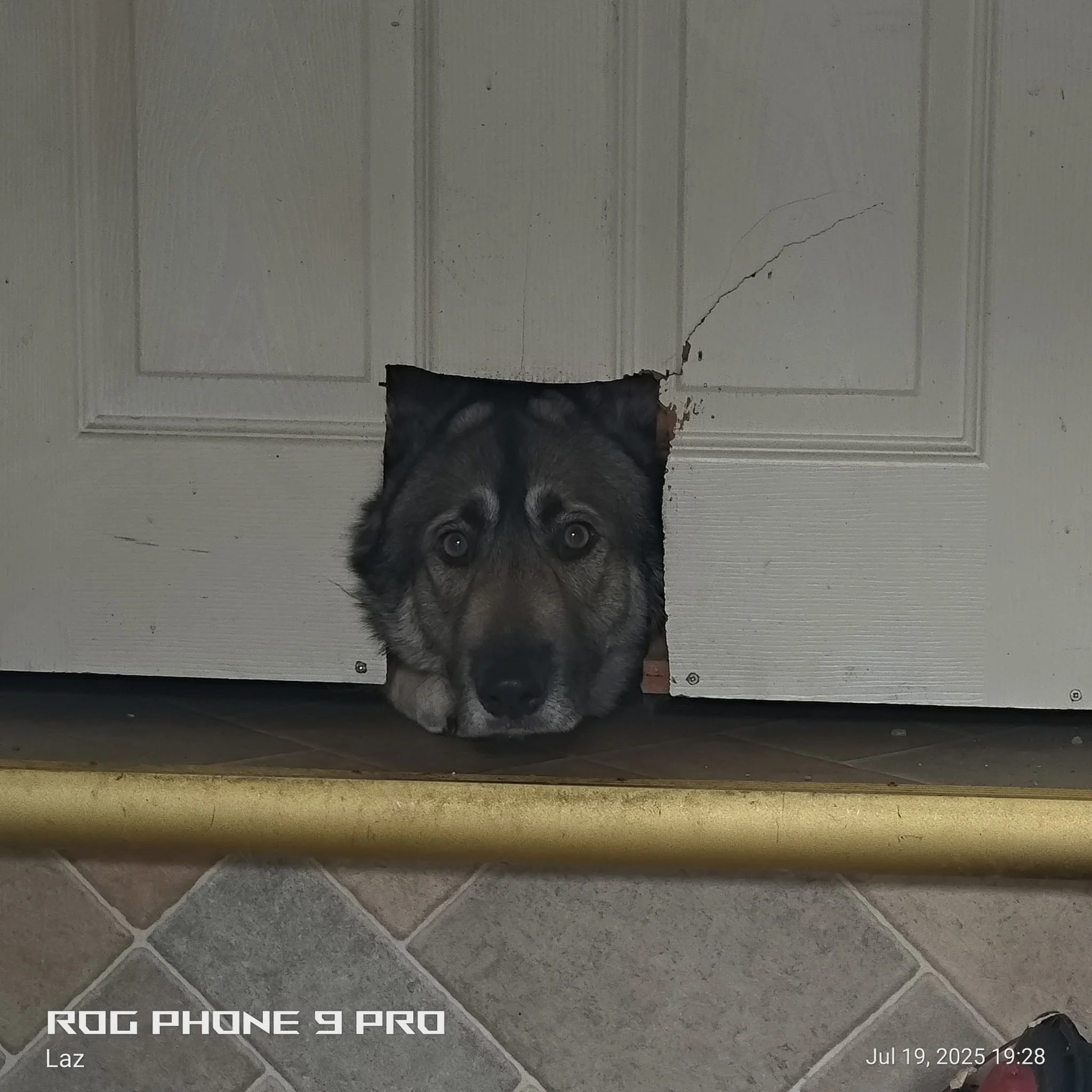 A gray and white furred dog looks up at the camera from underneath a white paneled door with cracks and peeling paint. The photo is taken indoors with a tiled floor visible at the bottom of the image. The time and date are displayed on the bottom rig