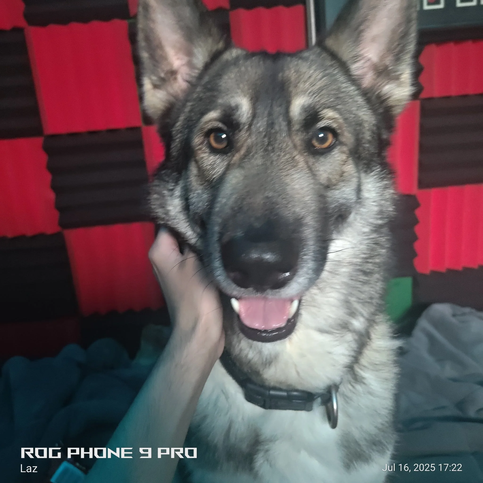 Close-up of a dog with a gray and black fur coat and light-colored eyes, standing on a surface with a black and red background.