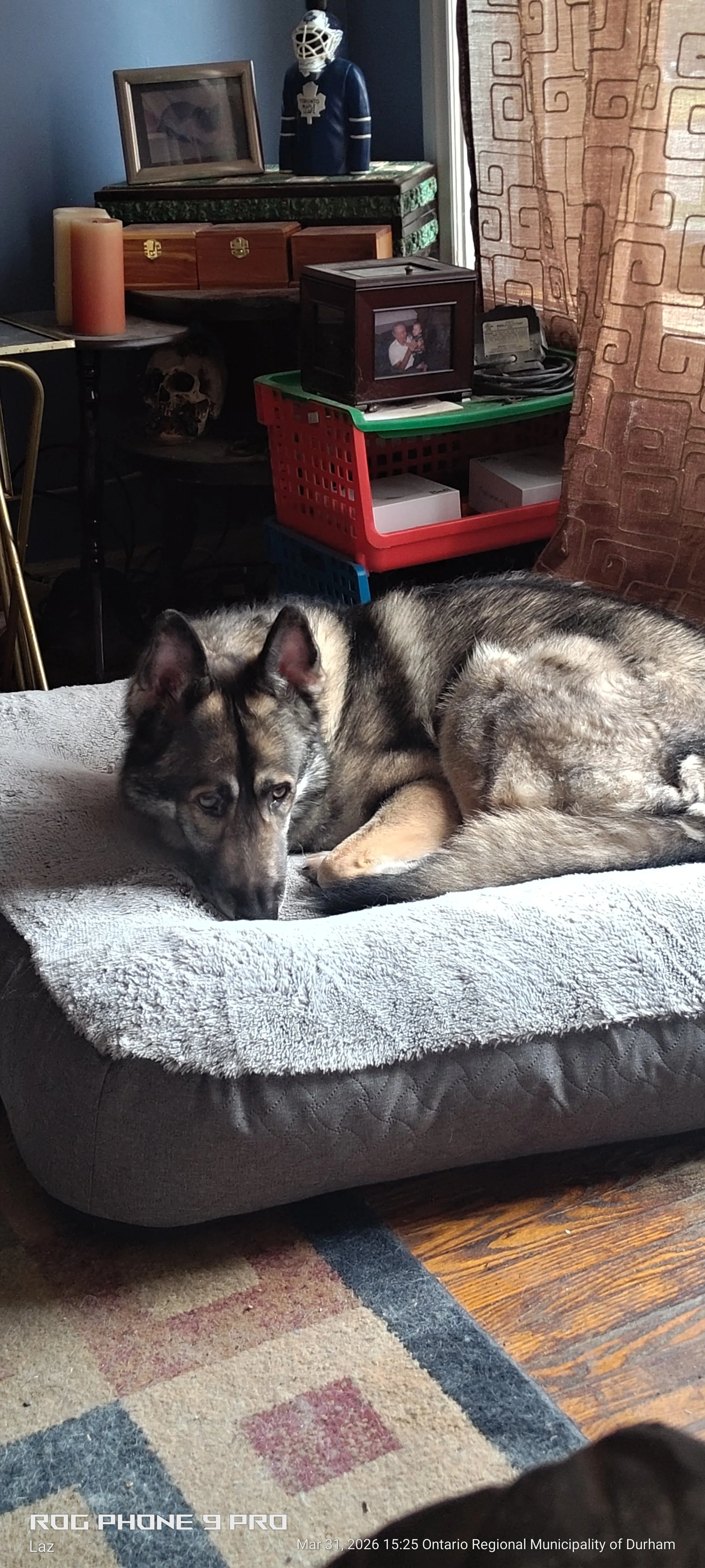 A young husky dog lying on a plush gray dog bed in a cozy living room, with various decorative and personal items in the background, including framed photographs, a skull, and a statue of a hockey player.