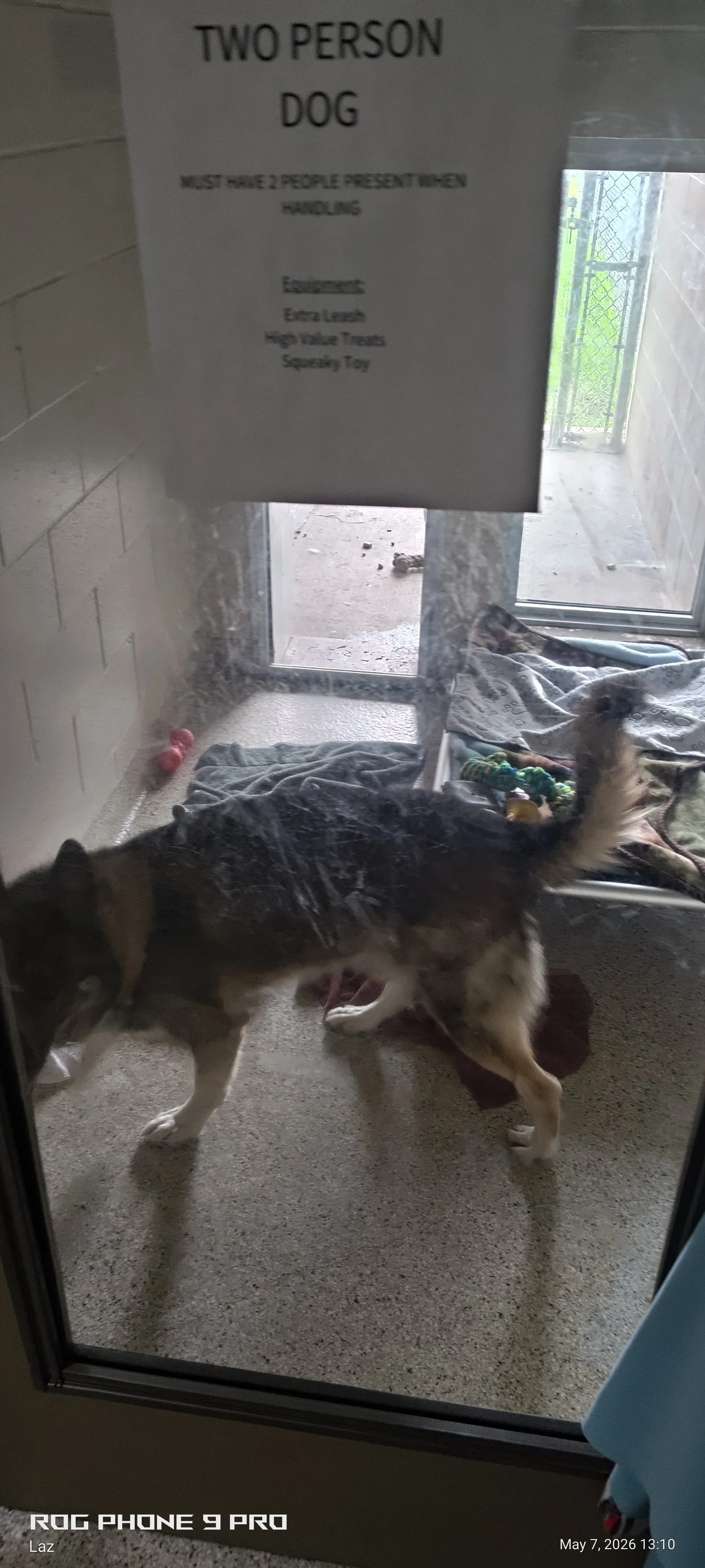A dog with a painted black back is lying on its side on a blanket inside an animal shelter or kennel. There are toys nearby, and a sign on the window reads 'Two Person Dog Must Have 2 People Present When Handling.'