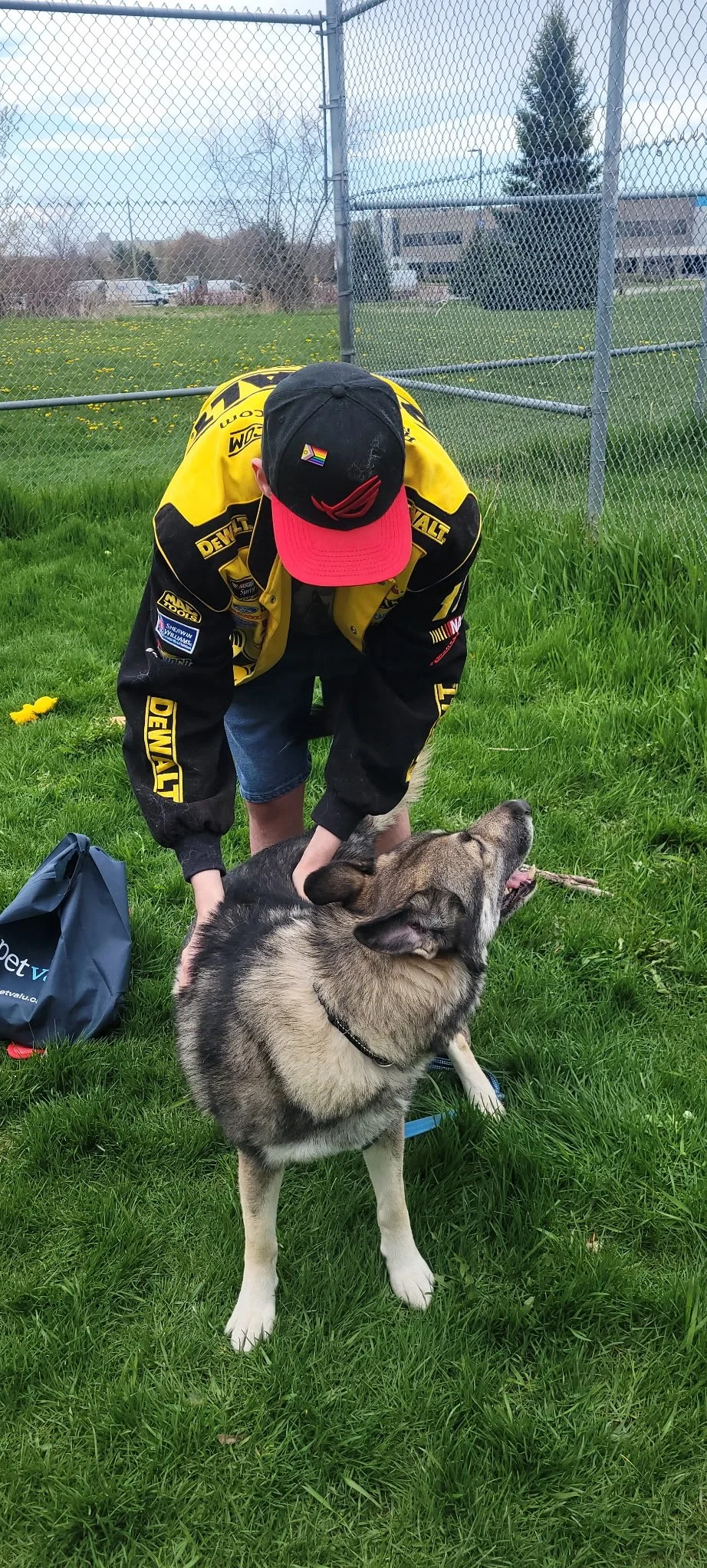 A man wearing a black and yellow jacket with sponsor patches, a red and black cap, crouches on the grass petting a large Siberian Husky dog with gray and white fur, a black collar, and a sticking out tongue. There is a black bag on the grass and a ba
