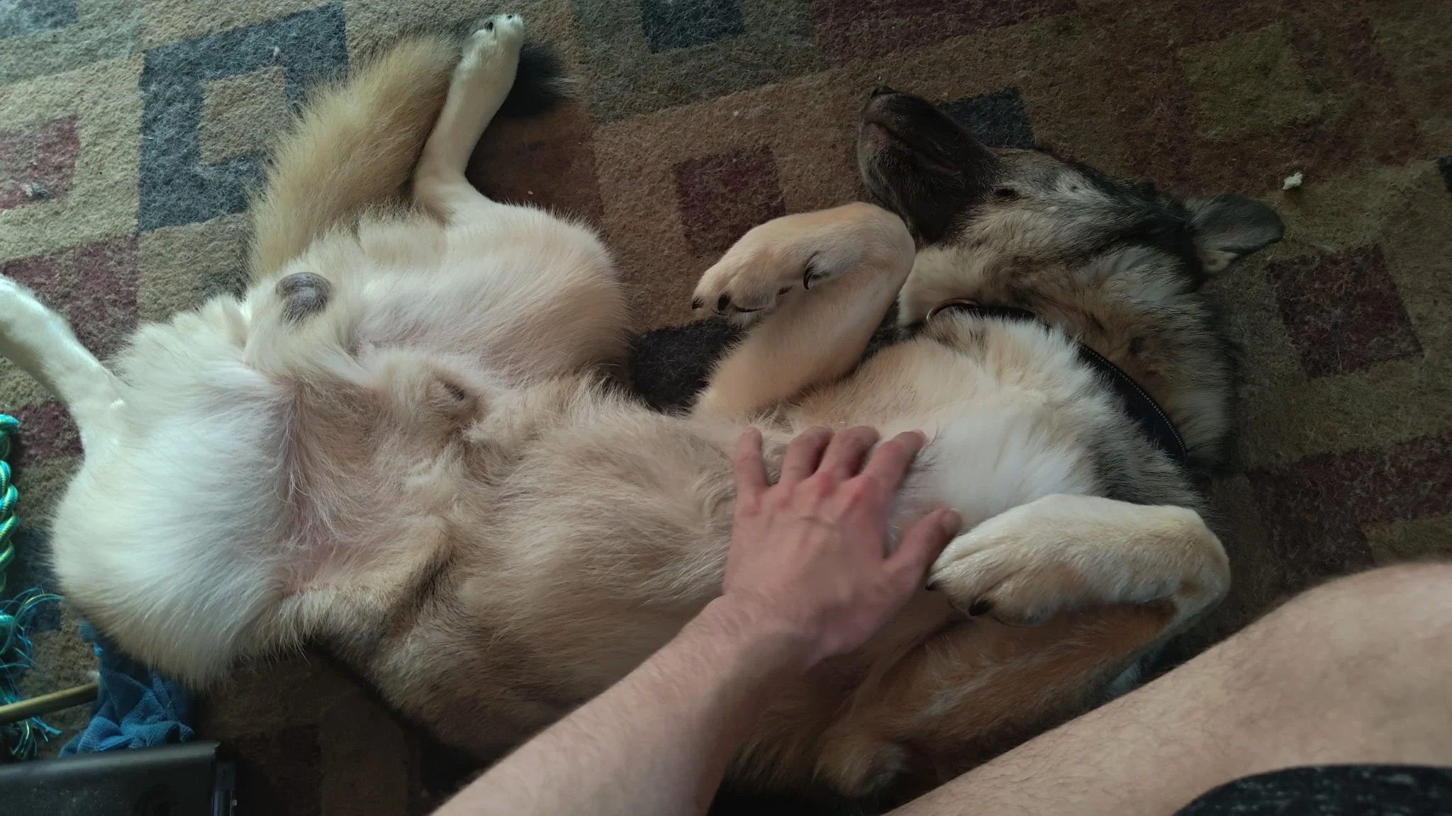 Two dogs, one cream-colored and one sable, lying on a carpet, playing with each other, with a human hand petting the cream-colored dog.