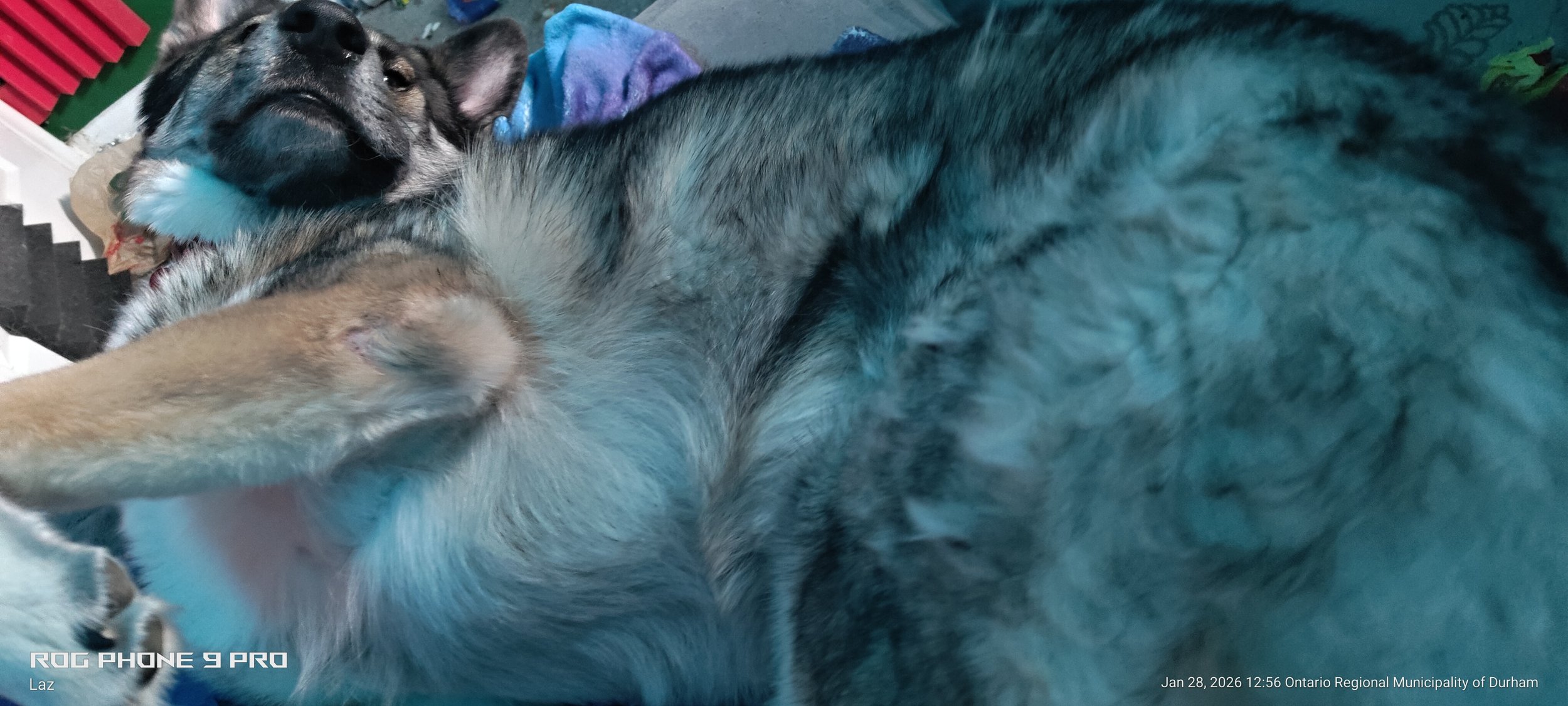 Two sleeping puppies lying on their sides among colorful blankets and fabric, with one puppy's face visible and the other mostly obscured.