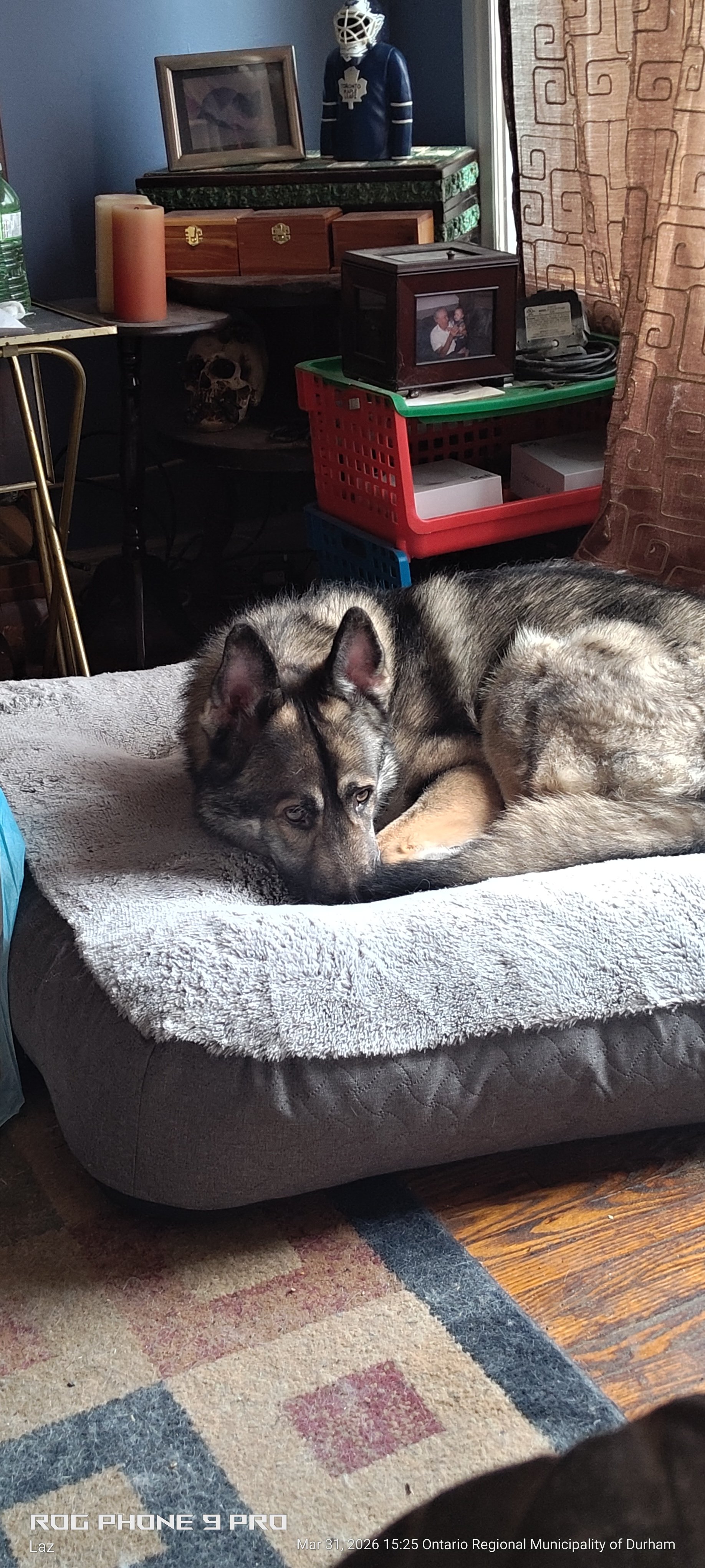 A young German Shepherd dog lying on a plush white bed on a circular dark gray bed frame in a living room.