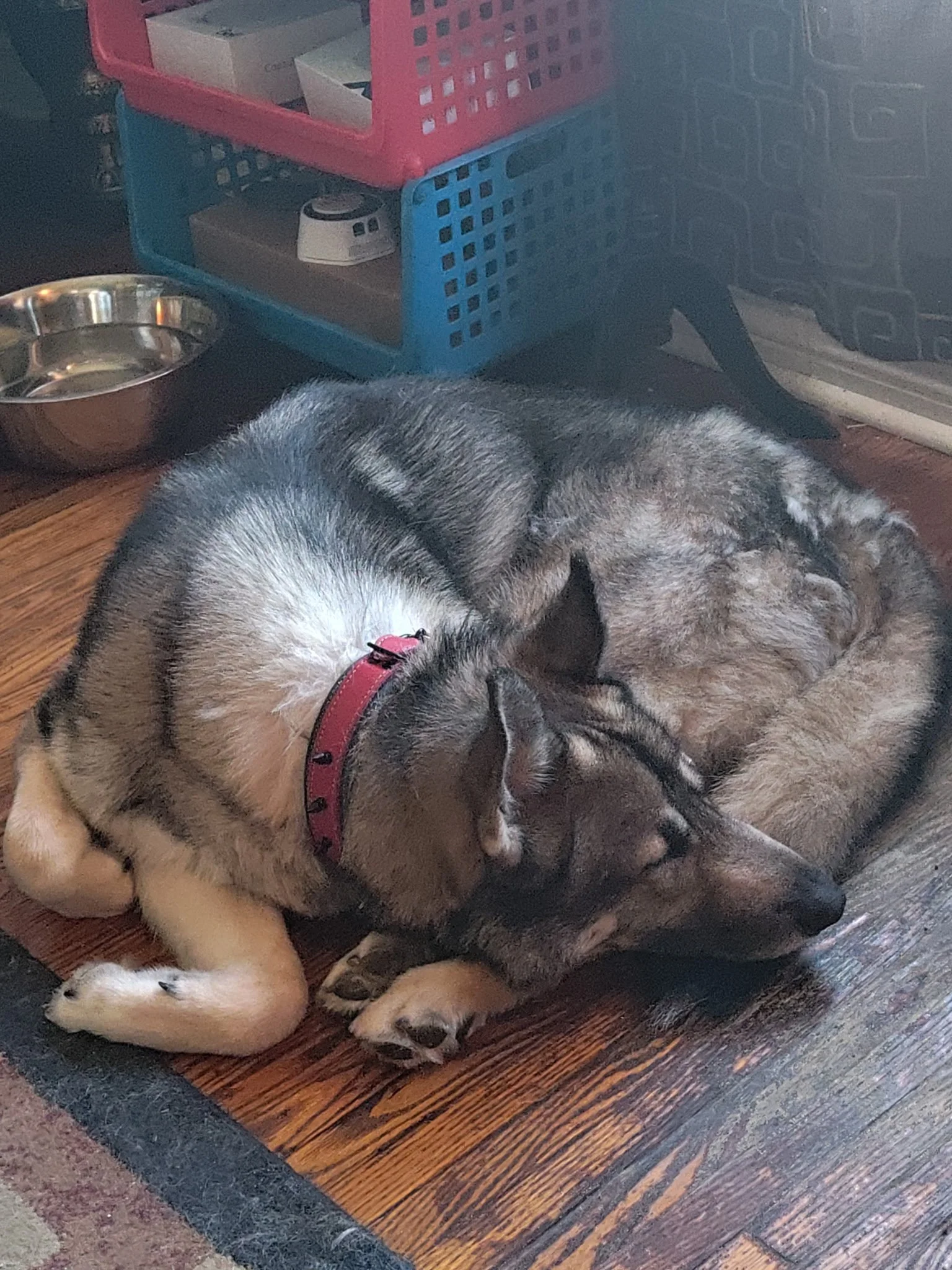 Two dogs resting on a wooden floor near a metal food bowl and plastic storage baskets.