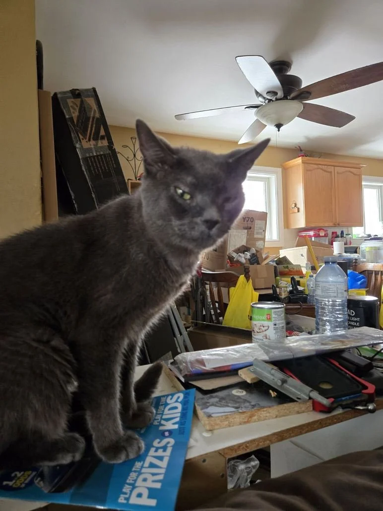Gray cat sitting on a cluttered desk in a room with a ceiling fan and wooden cabinets in the background.