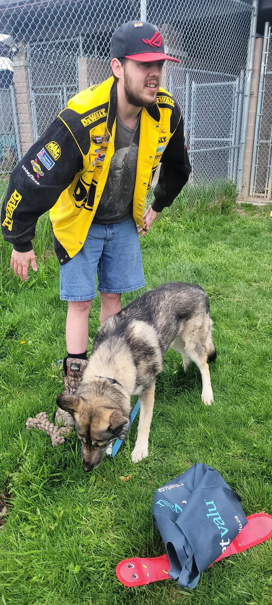 A man wearing a black and red cap, a yellow and black jacket, and blue shorts stands on a grassy area next to a large, gray and white dog, which is sniffing the ground and has a rope toy nearby. There is a chain-link fence in the background and a blu