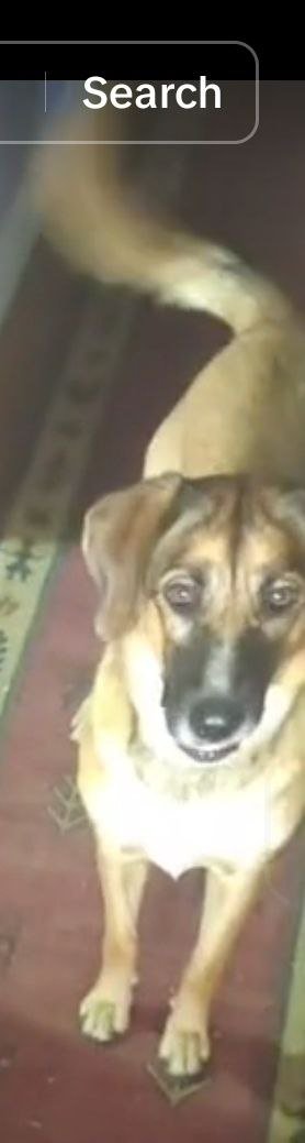 A brown dog with a black nose and expressive eyes standing on a patterned rug, looking up at the camera.