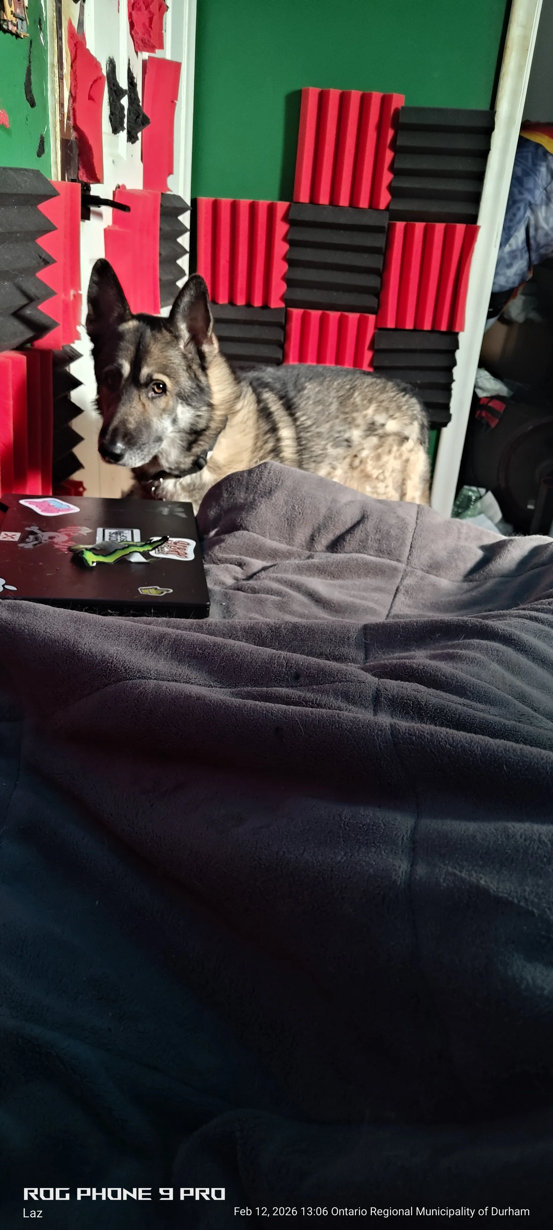 A dog with black, gray, and tan fur looking at the camera, sitting next to a black laptop with stickers. The background has green and black foam soundproofing panels on the wall.