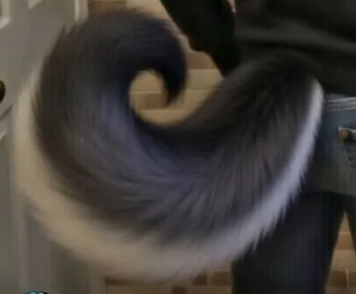 Close-up of a person's black and white fluffy cat tail in motion.