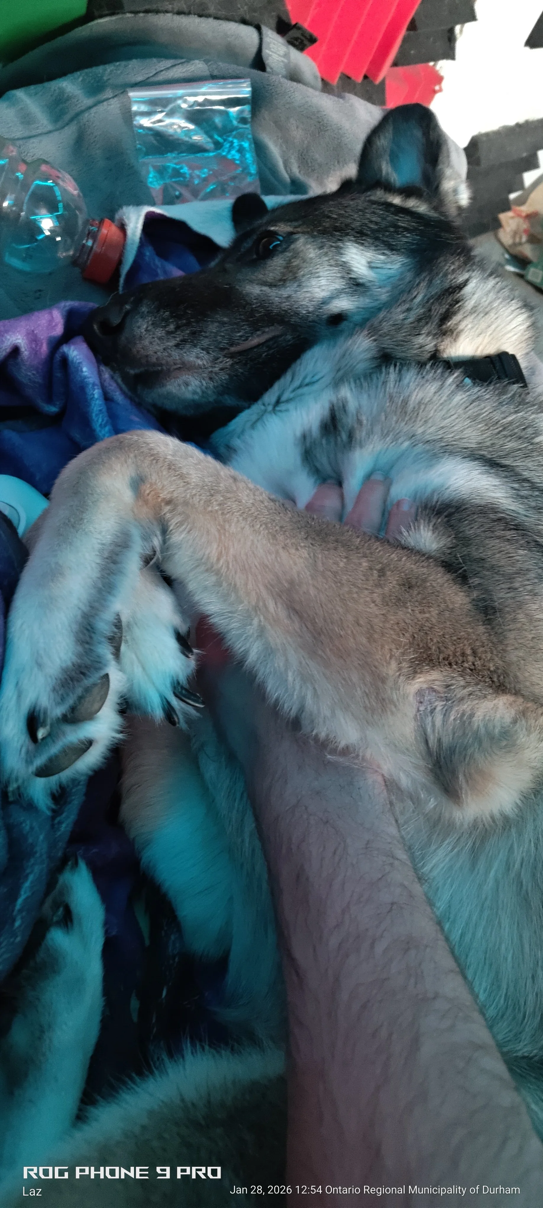 A person is lying down with two dogs. One dog, a puppy, is lying on the person's chest, and the other is e n of the person. There is a plastic water bottle and a plastic bag nearby, and foam acoustic panels in the background.