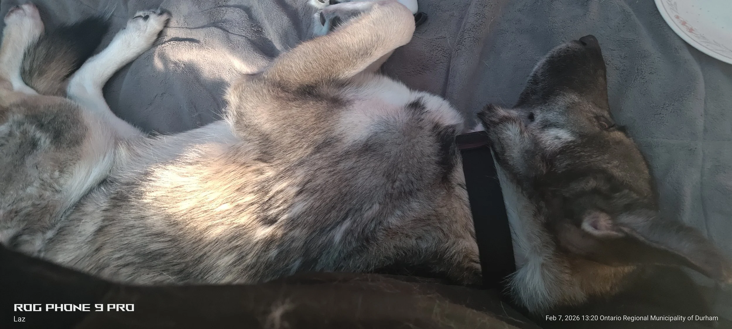 Two dogs lying on a gray blanket, one brown and black and the other gray and white, cuddling and resting together.